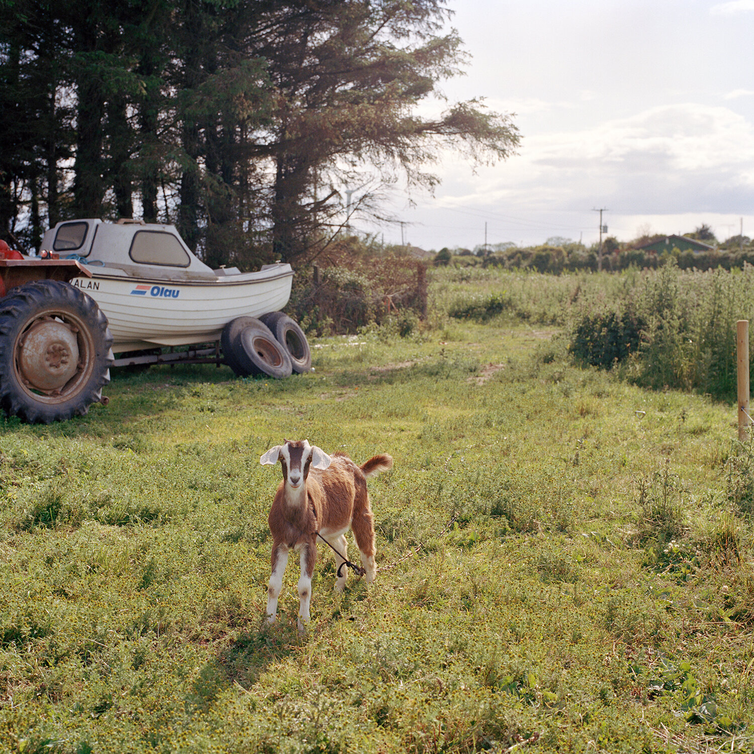 Boggs_Christin_Ag-Fas-Grow-Goat.jpg