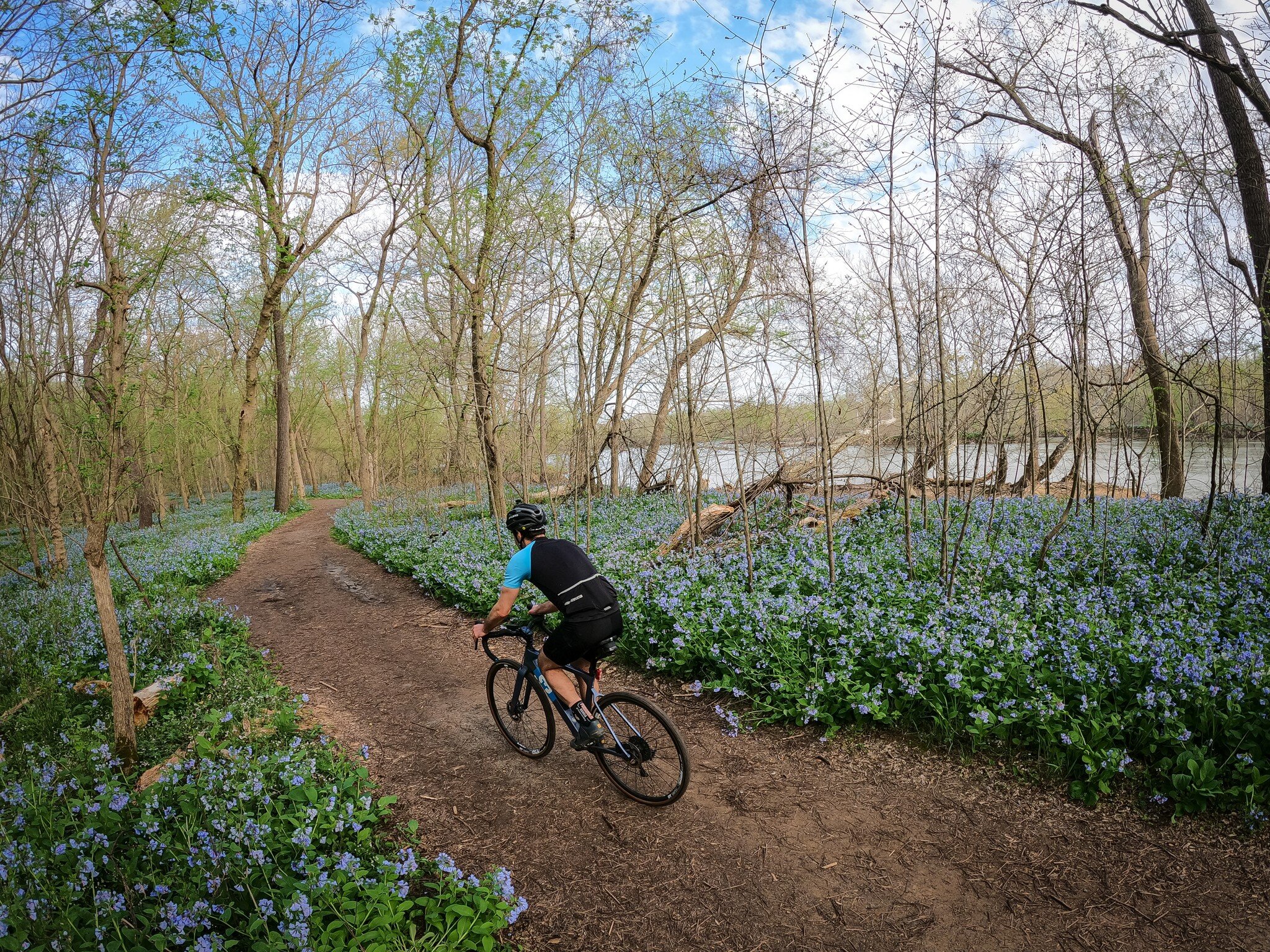 The Blue Highway! The bluebells are in full bloom right now at Riverbend park. Springtime at its best! 

#MountainRoad #MountainRoadRide #LivePlayBloomThrive #Springtime #PotomacRiver #Bluebells #SeaOfFlowers #RiverbendPark @fairfaxcounty