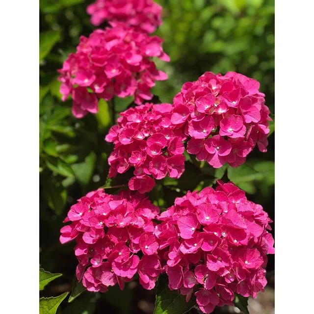 North Fork Pool House