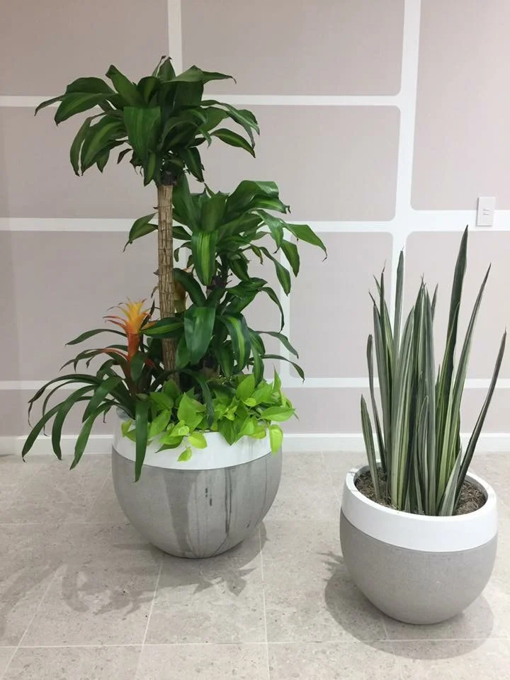 Interior Plant Care And Design Botanical Designs