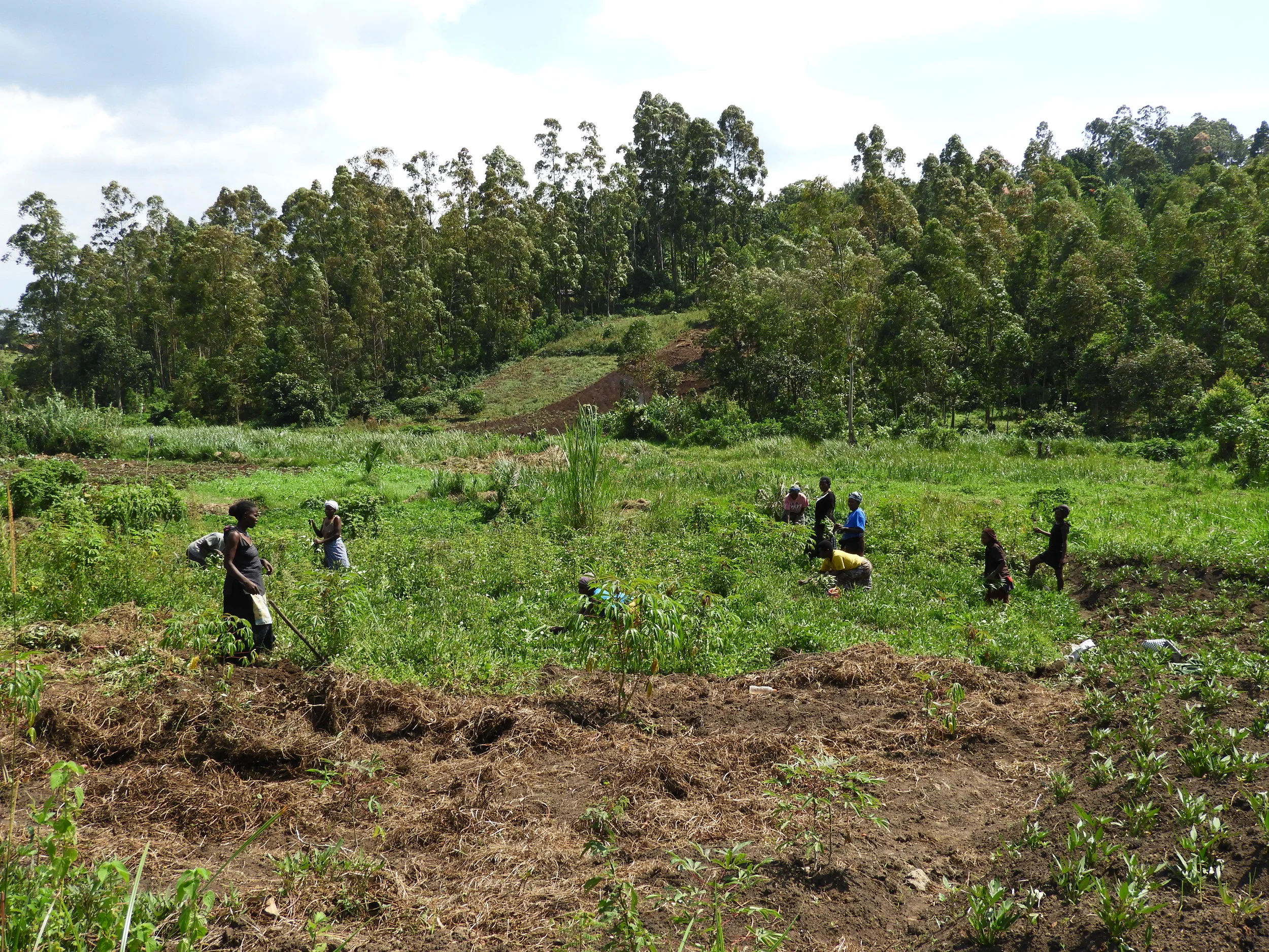 Fencing for widows’ land