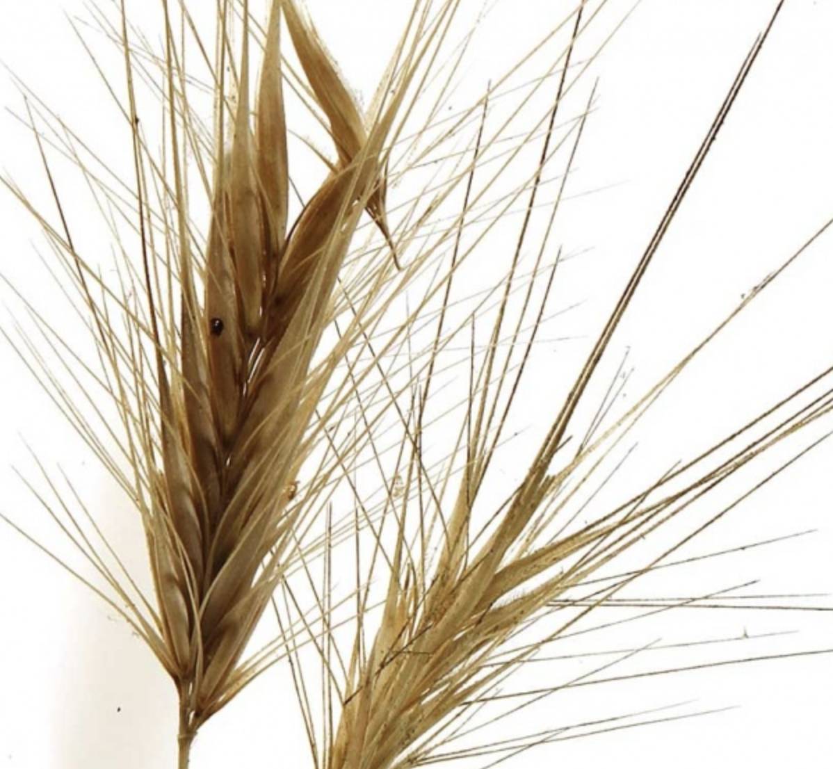 foxtails.png