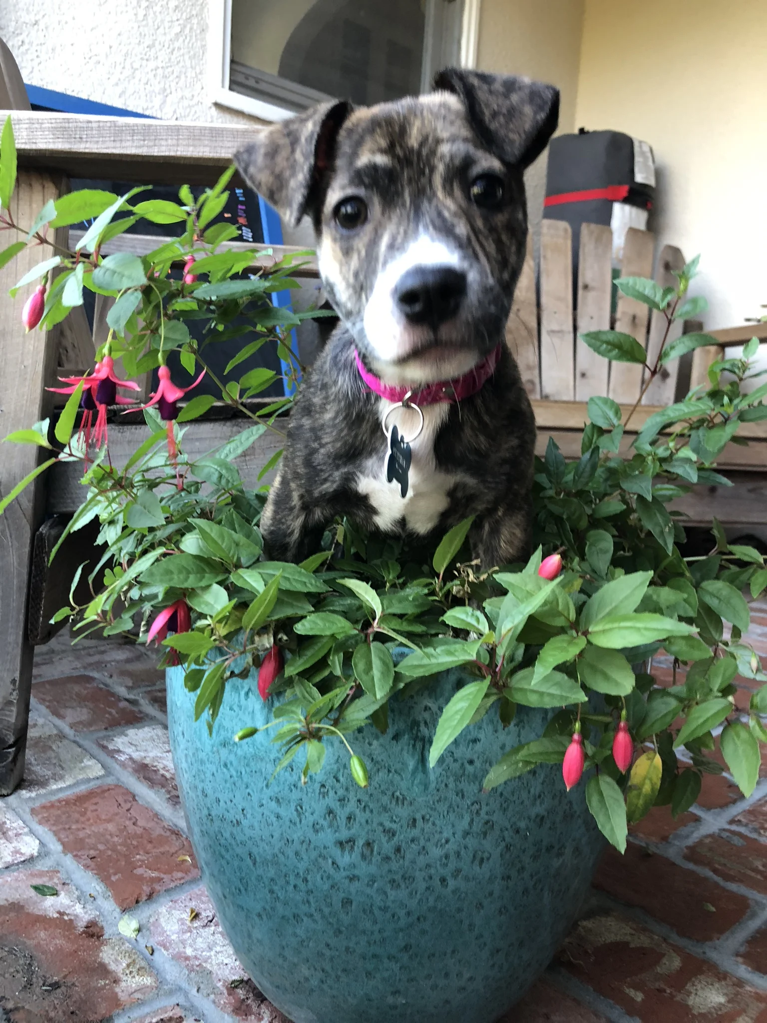 Adoption Day at Pet Food Express — 4 R Friends The Street Vets
