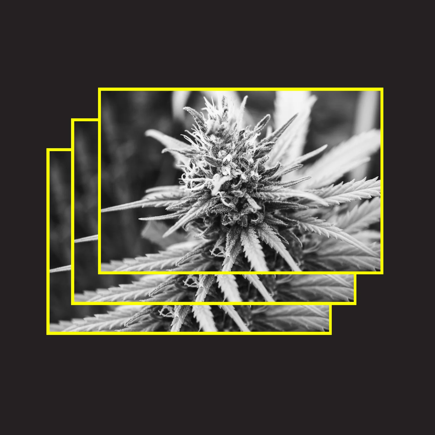 The Ultimate Cannabis Guide.jpg