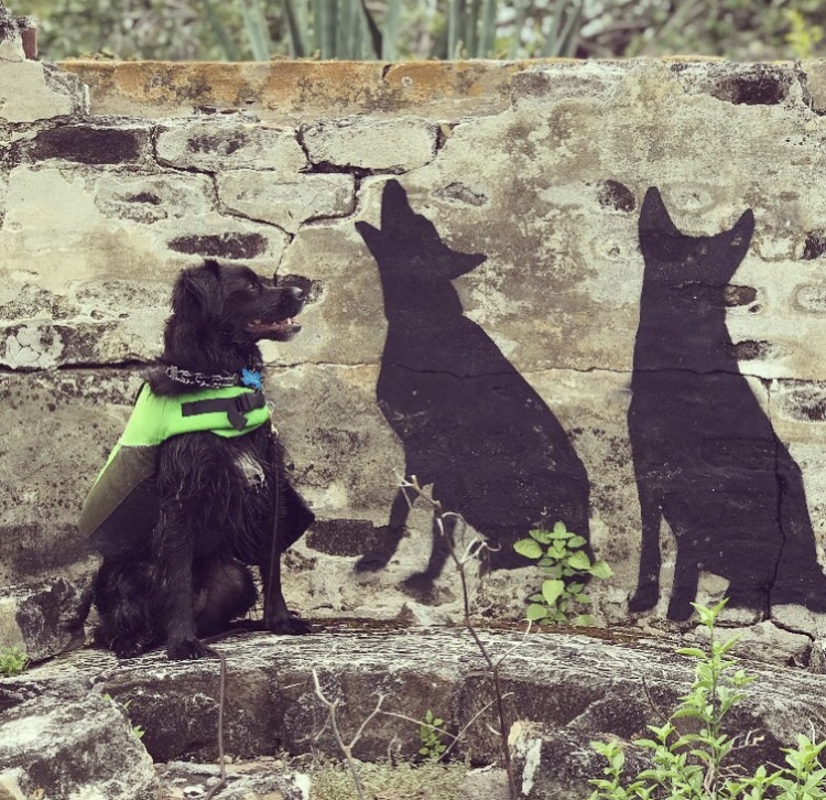 “3 Bad Dogs”