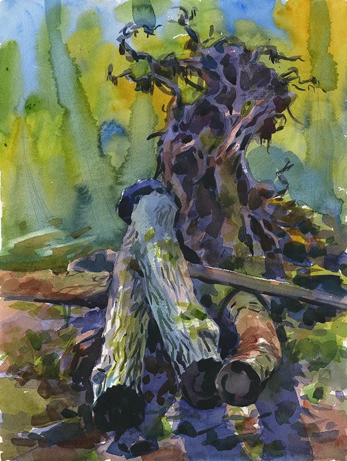"Uprooted" (Catoctin Mountain Park, MD- National Parks Artist in Residence program) 12" x 16", 2016 Available- please inquire
