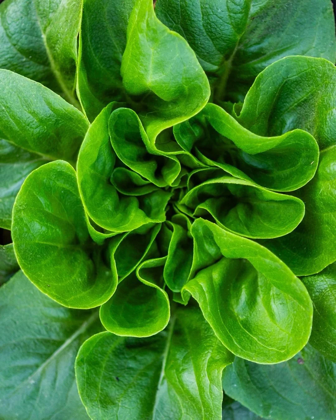 Here&rsquo;s the deal: When you buy from a corporate chain, you&rsquo;re paying for a supply chain, not a meal. 

You&rsquo;re paying for an orange that was picked thousands of miles away and shipped in a refrigerated truck. 

That&rsquo;s a result o