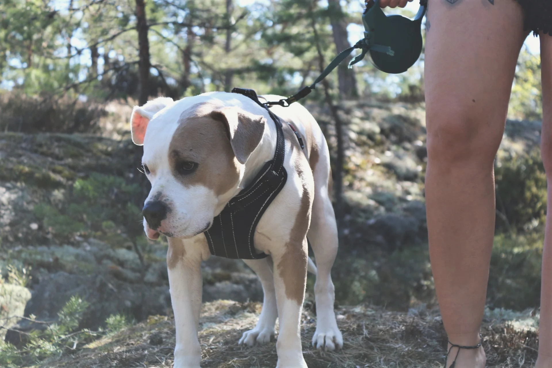 pitbullmix.jpg