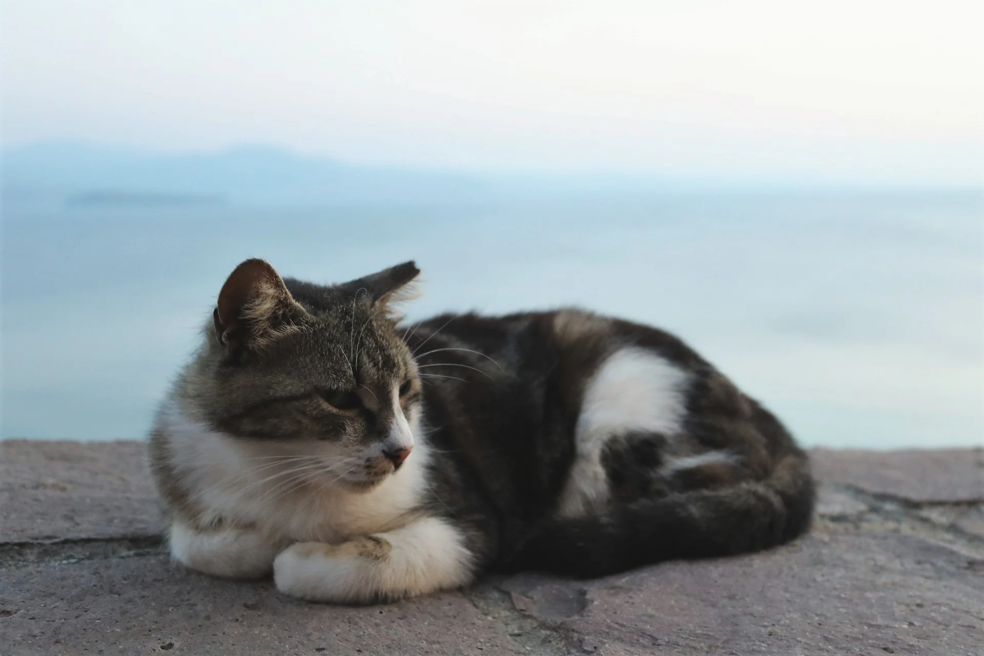 cat.jpg