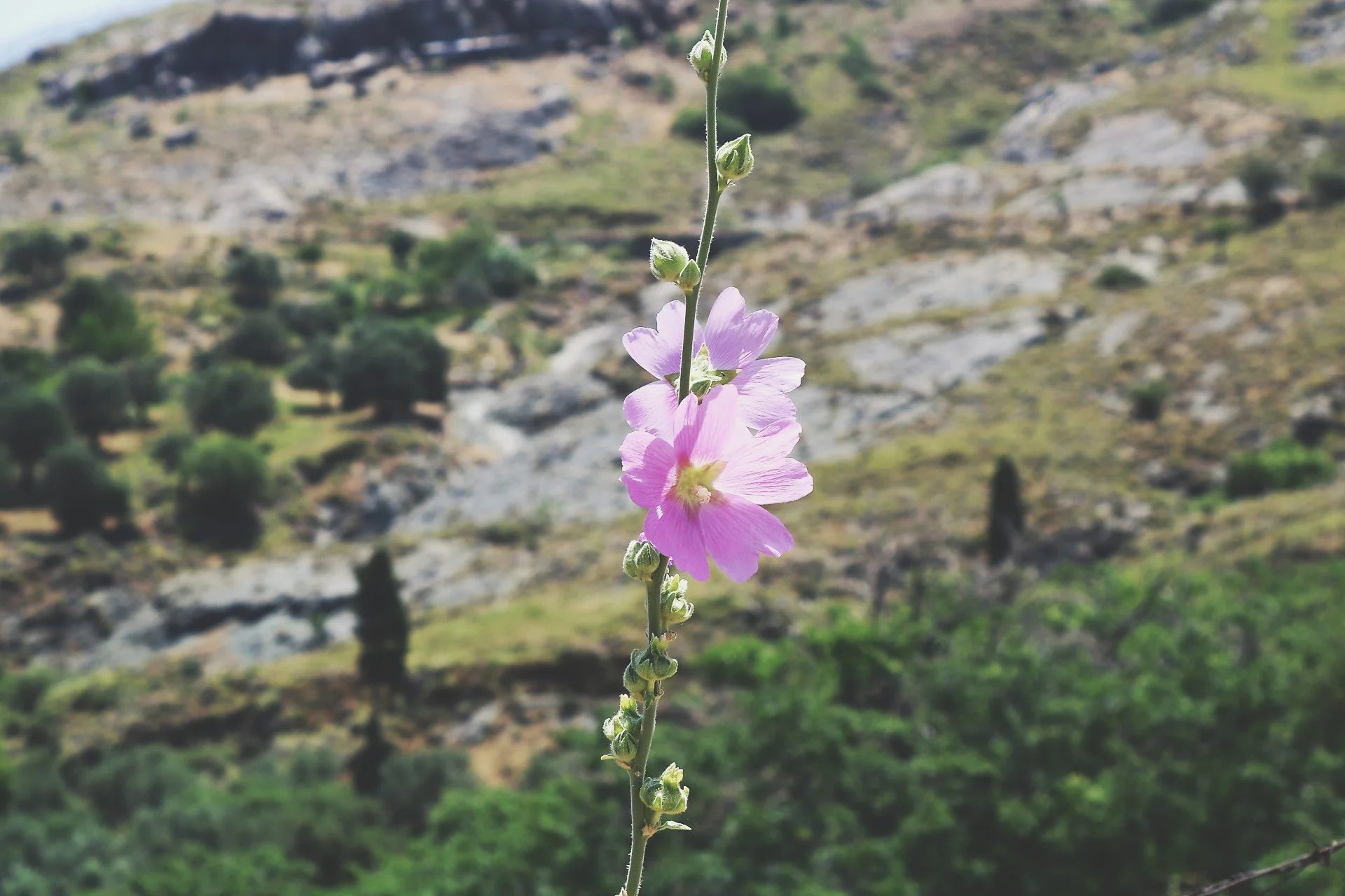 flower.jpg