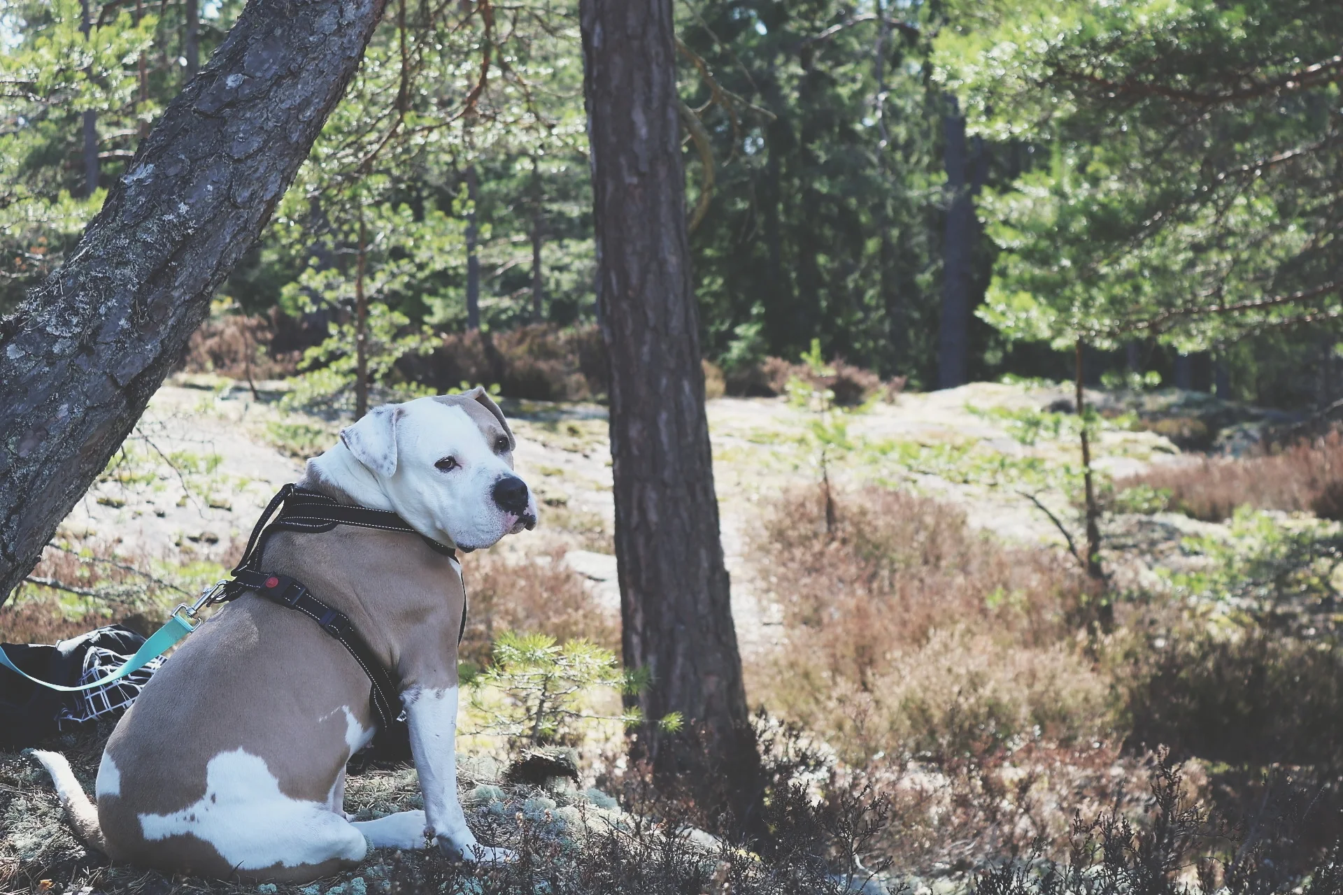 pitbullmix.jpg