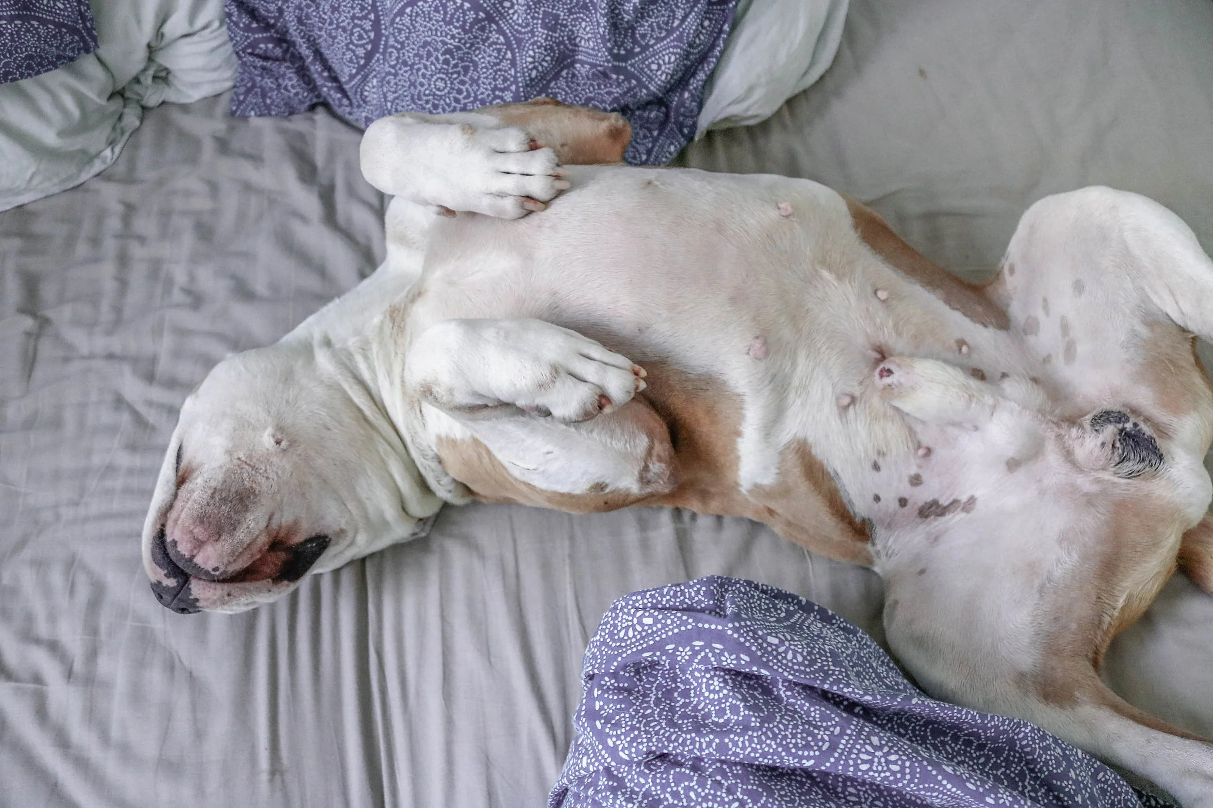 rescue_dog_4.jpg