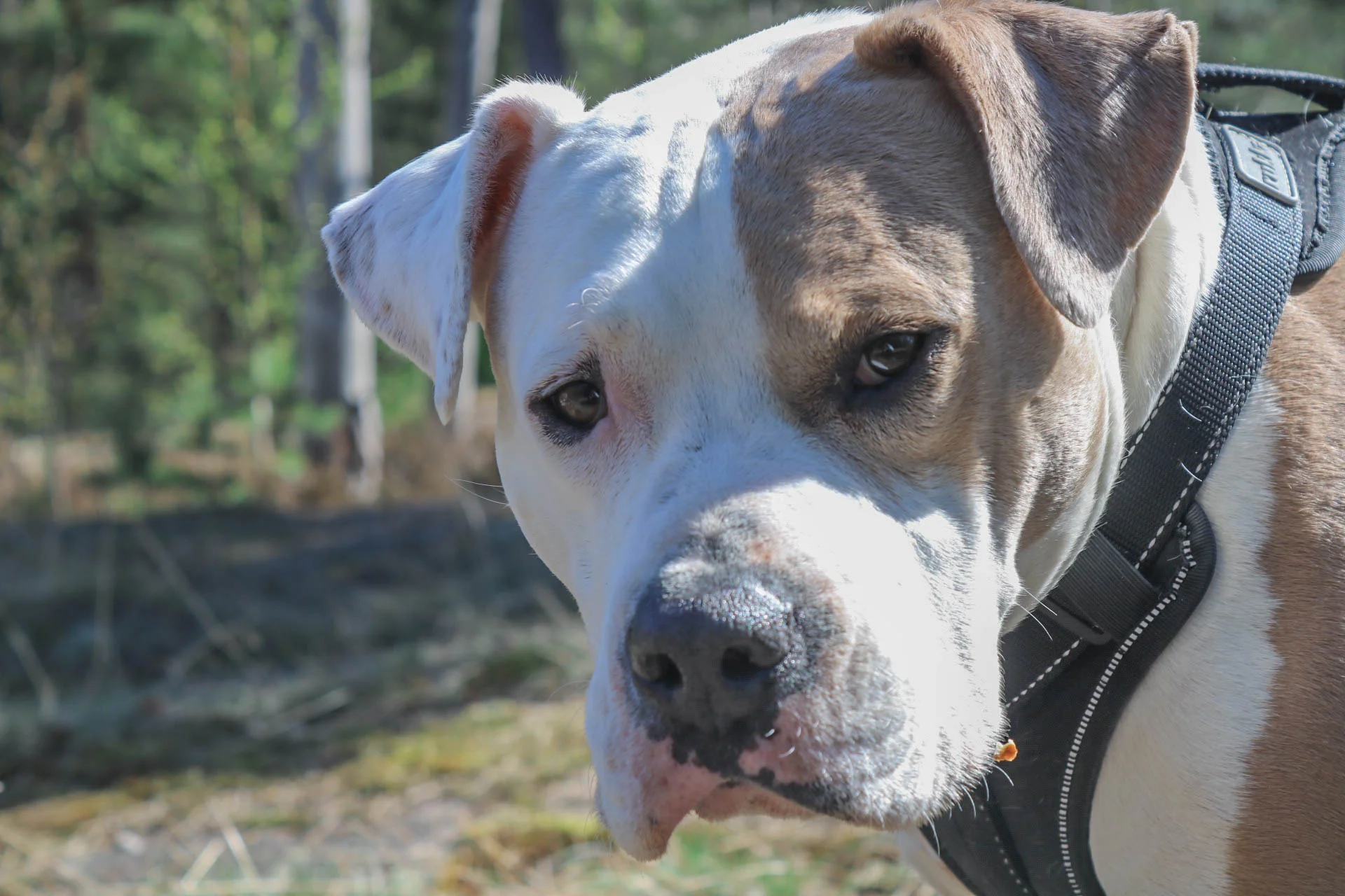 pitbull_mix.jpg