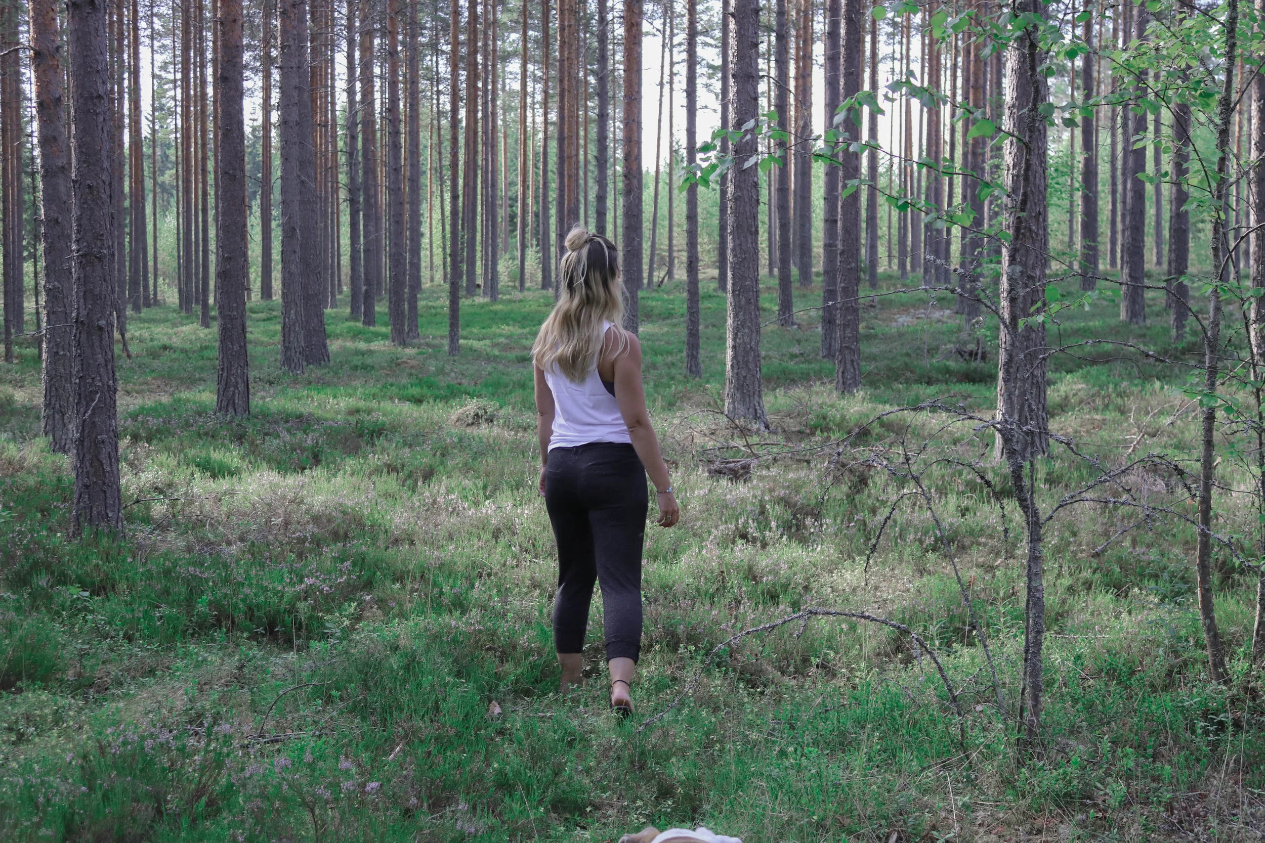 forest.jpg