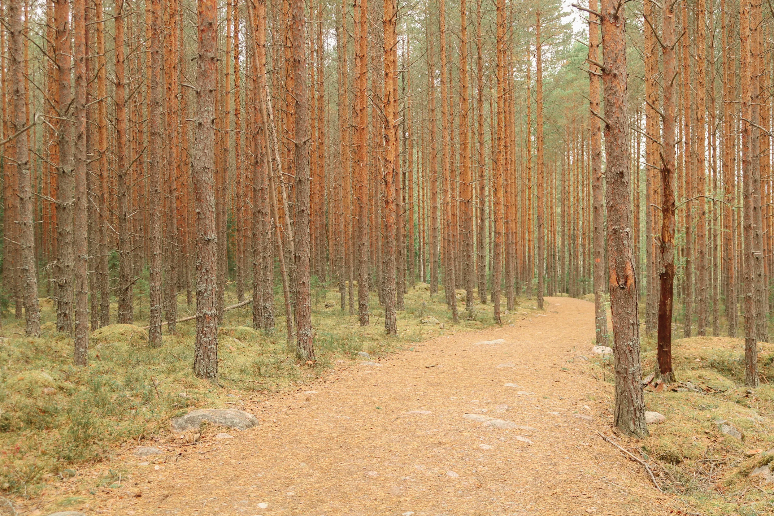 forest.jpg