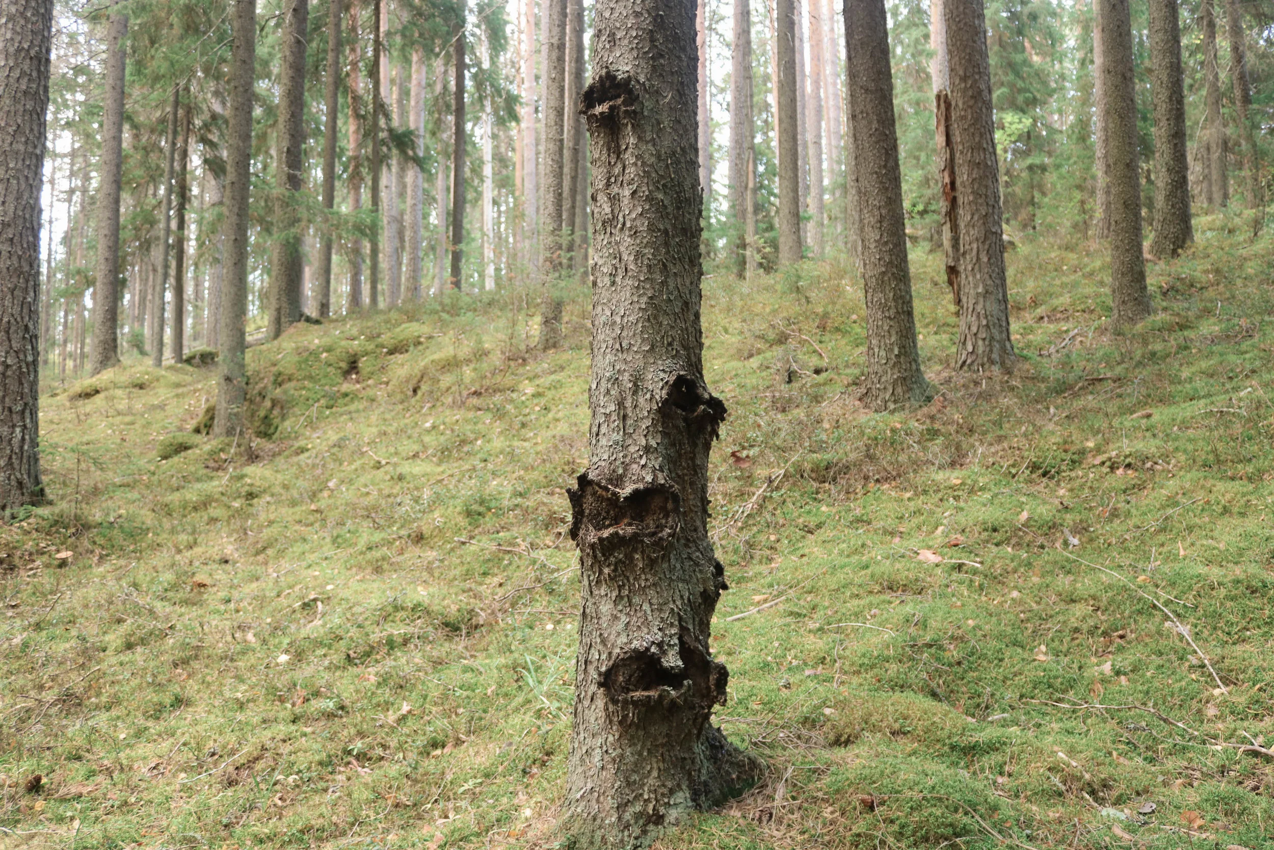 repovesi.jpg