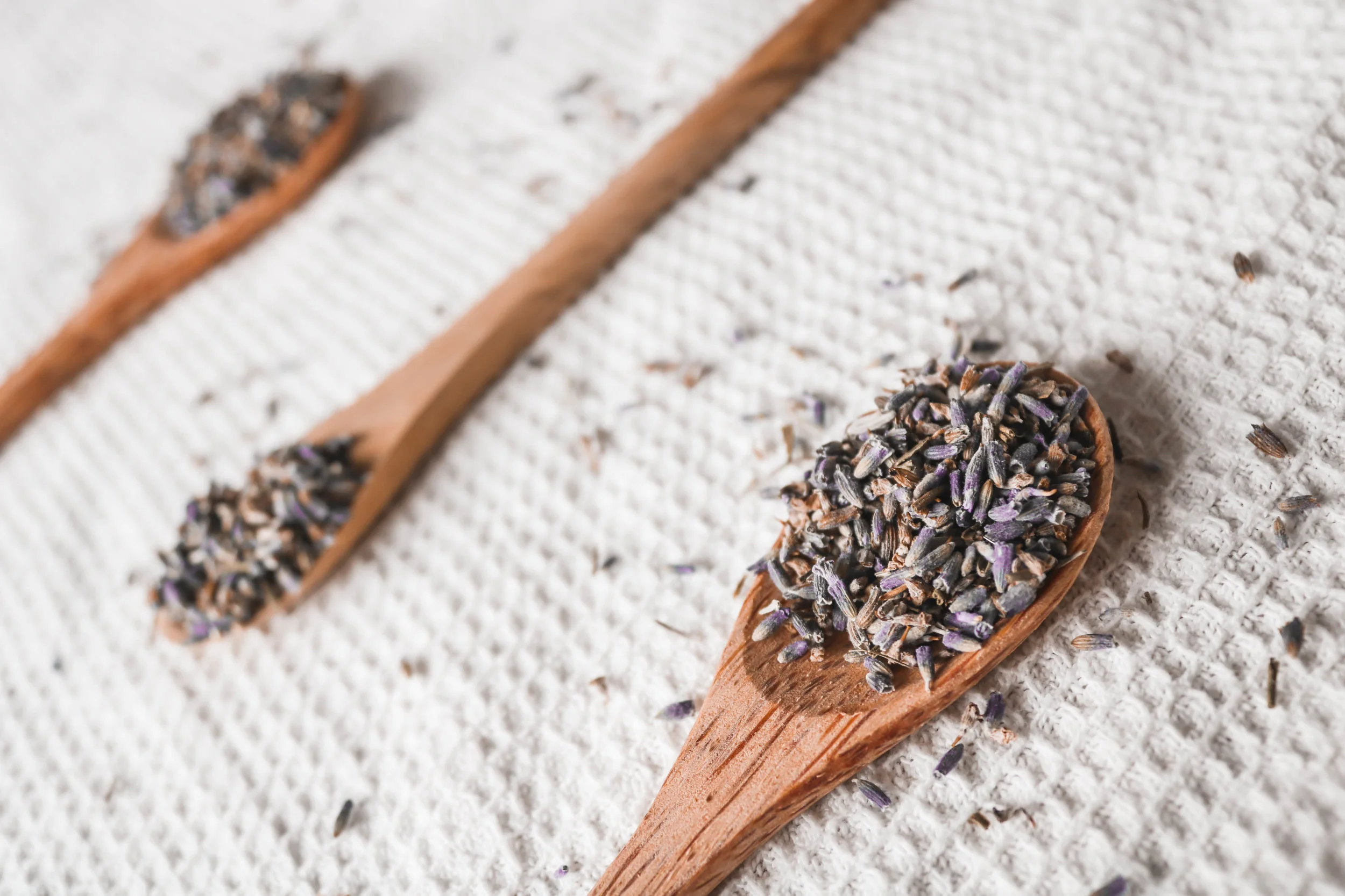lavandula.jpg