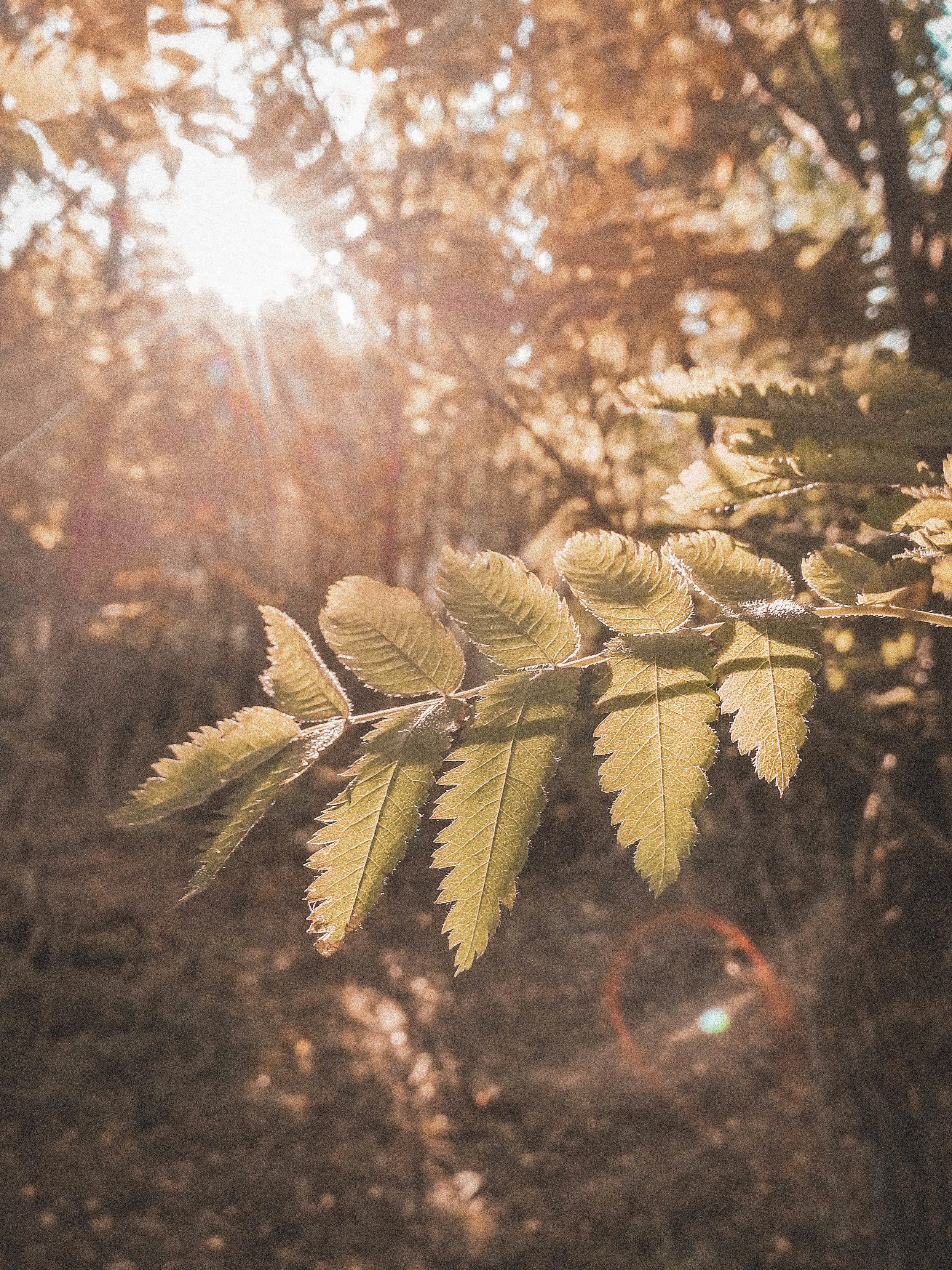 morning_light_.jpg