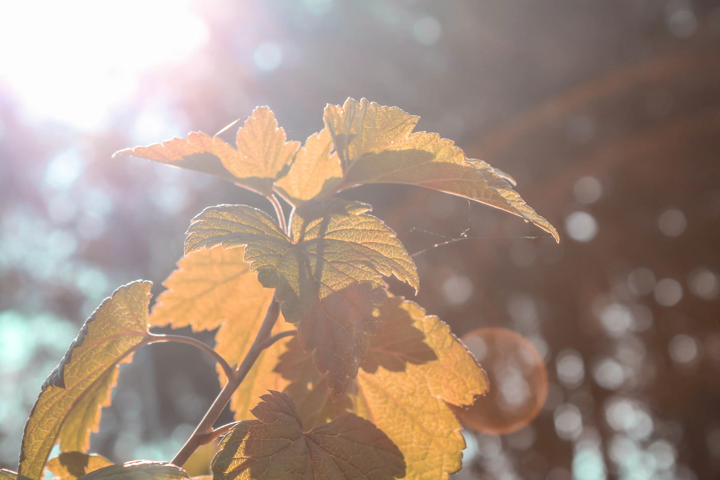 ribes_nigrum.jpg