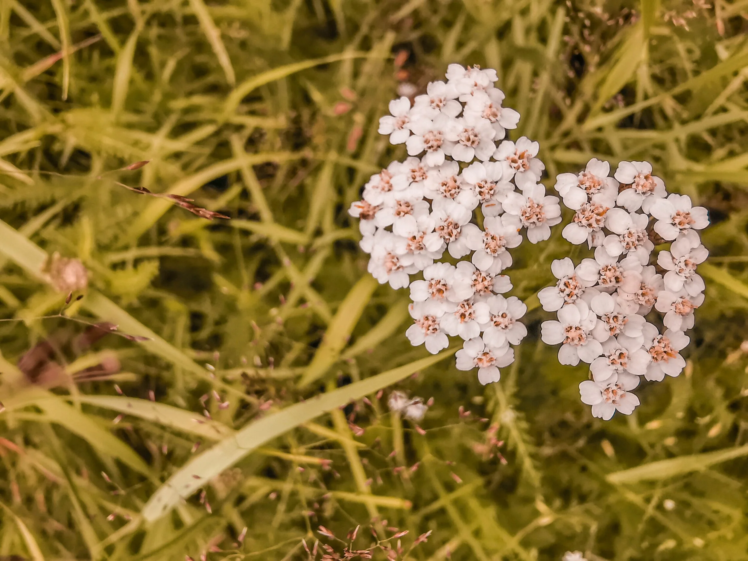 achillea_millefolium.jpg