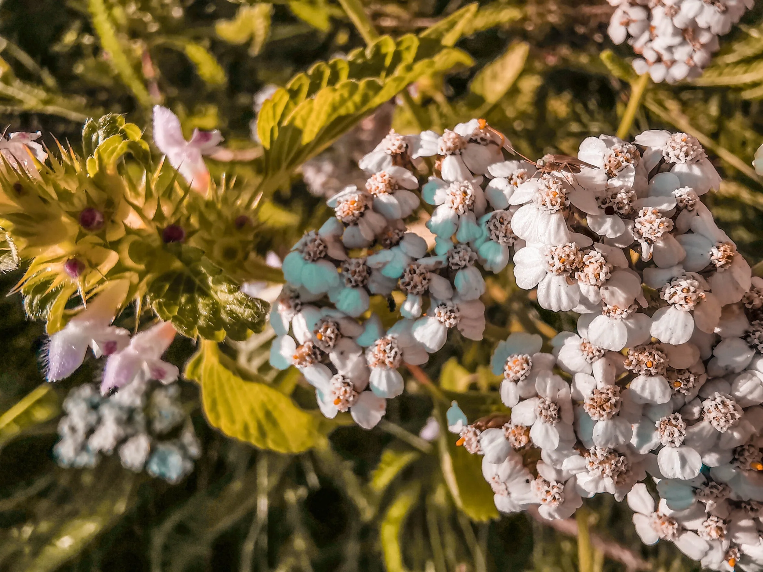 common_yarrow.jpg
