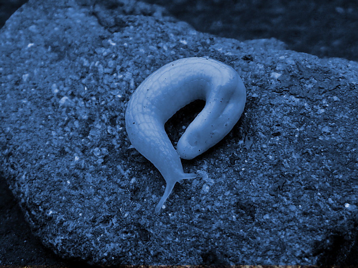 Selenochlamys ysbrydaCOLOR.png