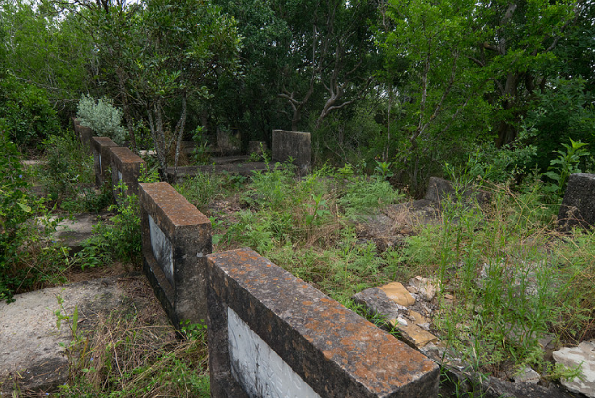 Rows of headstones being hidden by overgrown vegetation at Mitchell-Mauermann cemetery. Photo provided by Dr. Rodolfo Valdez.&nbsp;