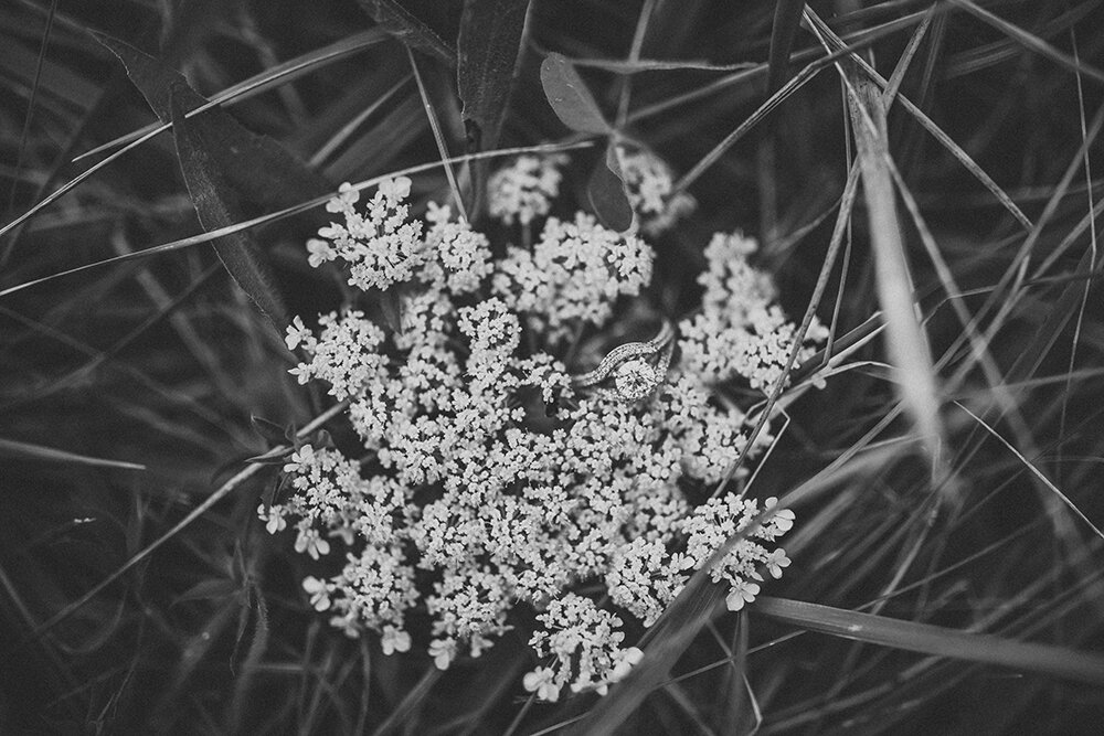 Engagement ring in a meadow