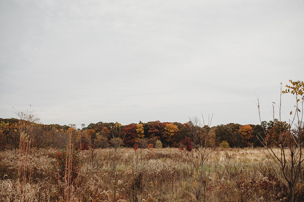 fall landscape 