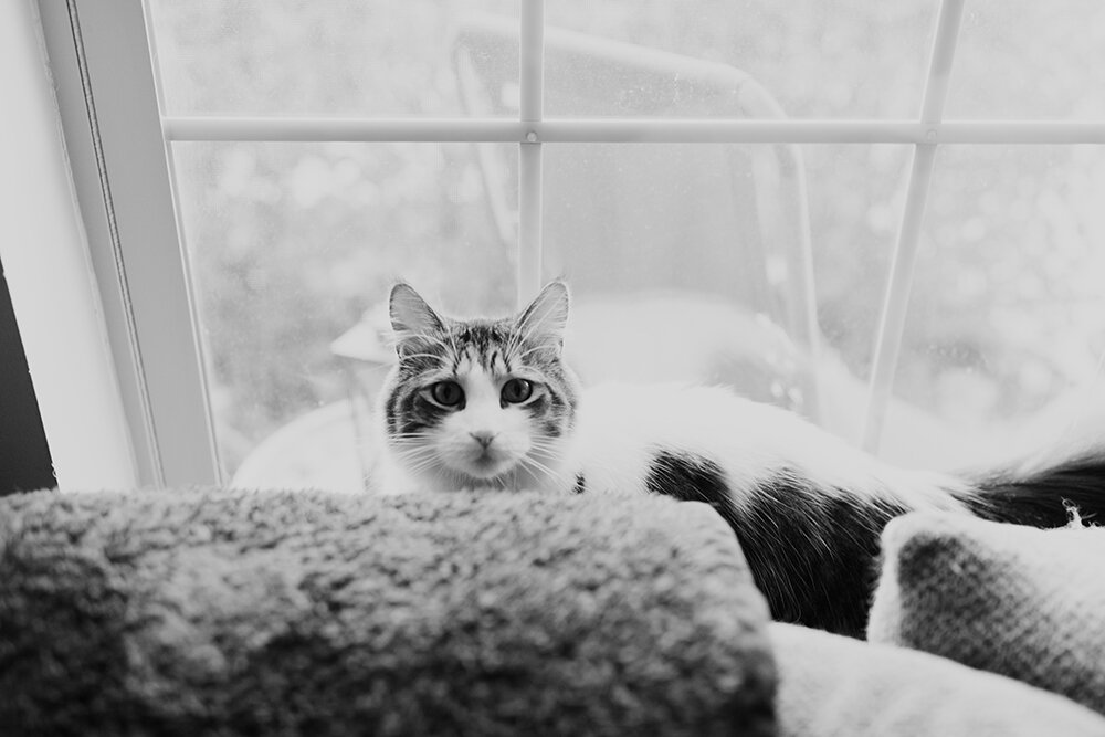 cat sitting in window