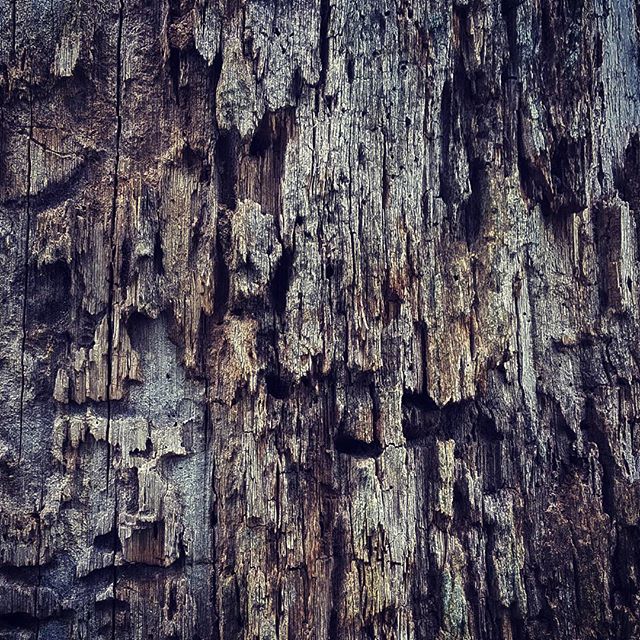 Tree bark texture from a 200 year old tree marking the territory of Cherokee territory.