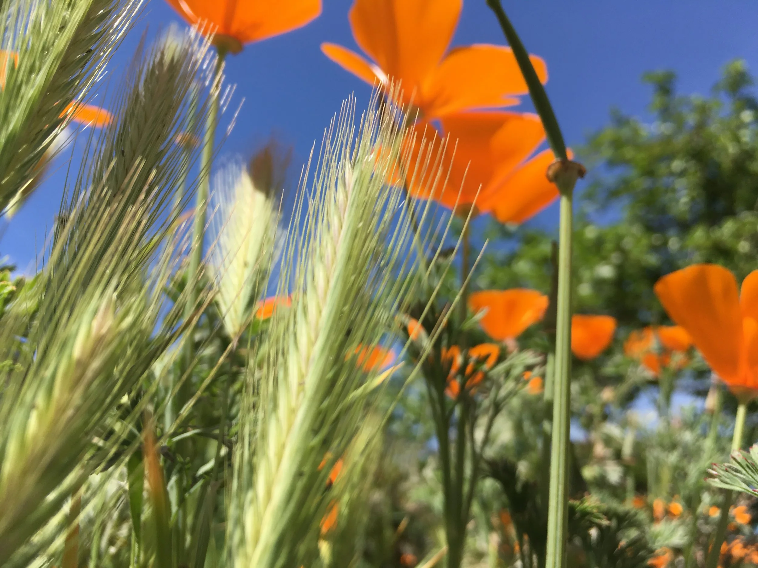 Poppy pic.jpg