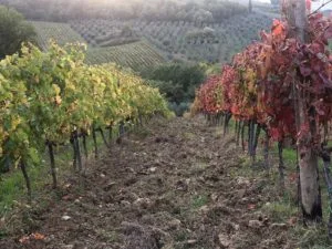 Ammirabile vineyard
