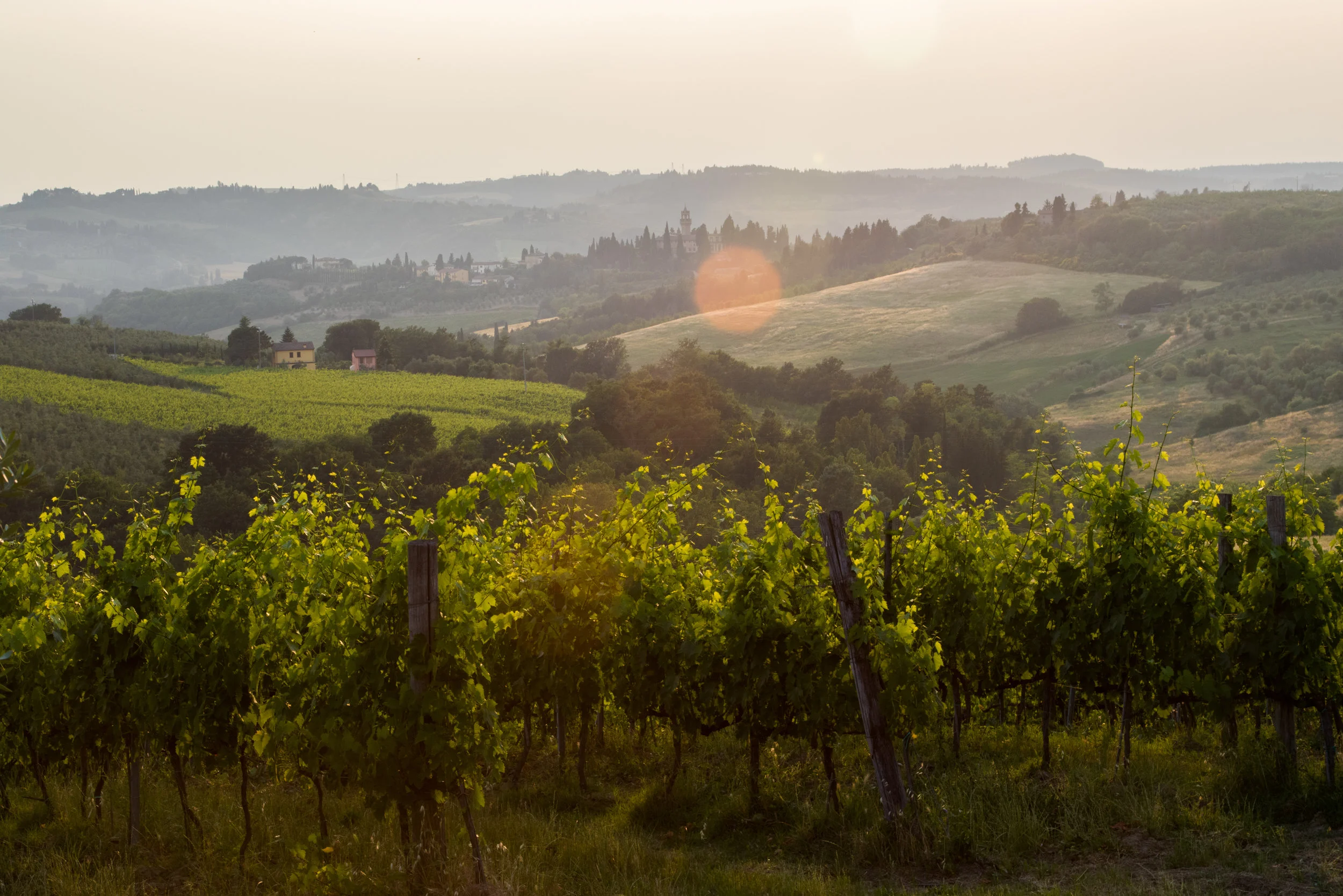 Evening vineyard.jpg