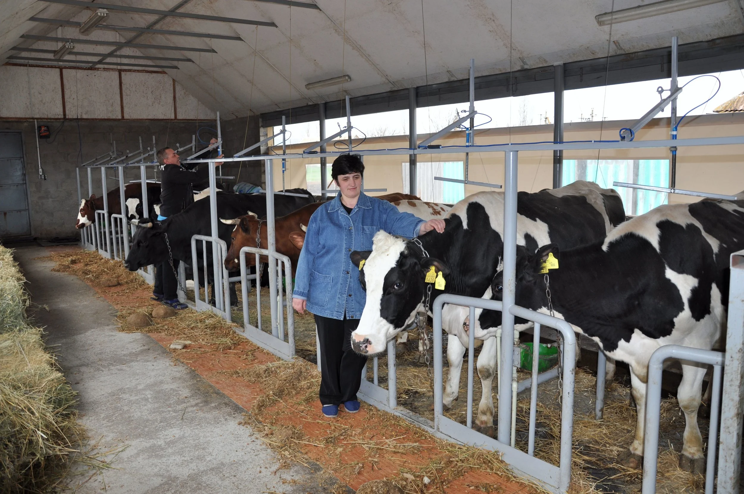 Coop Cows.jpg