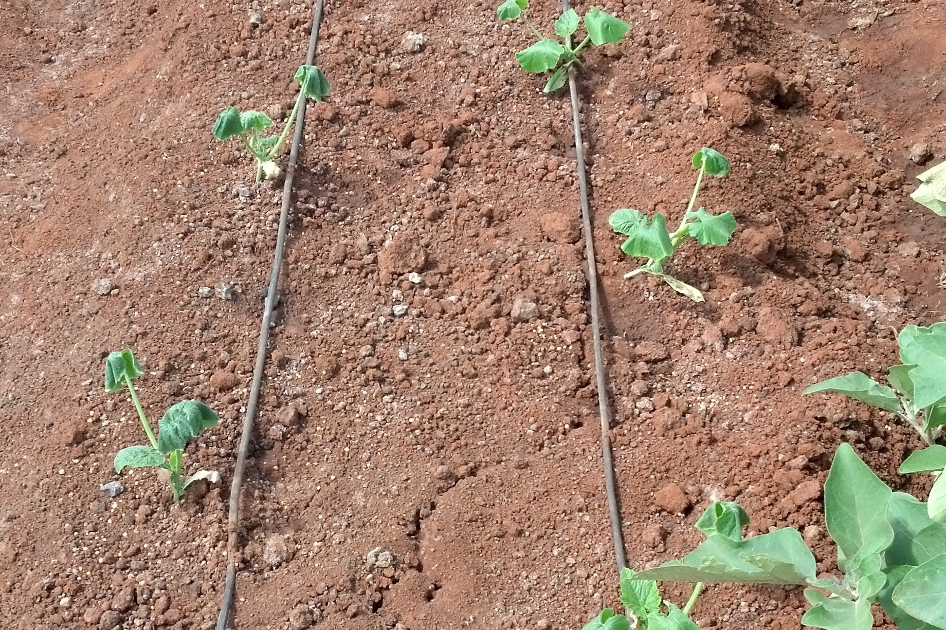 Drip+irrigation+set+up+at+Amiran+demonstration+site+in+Nairobi.jpg