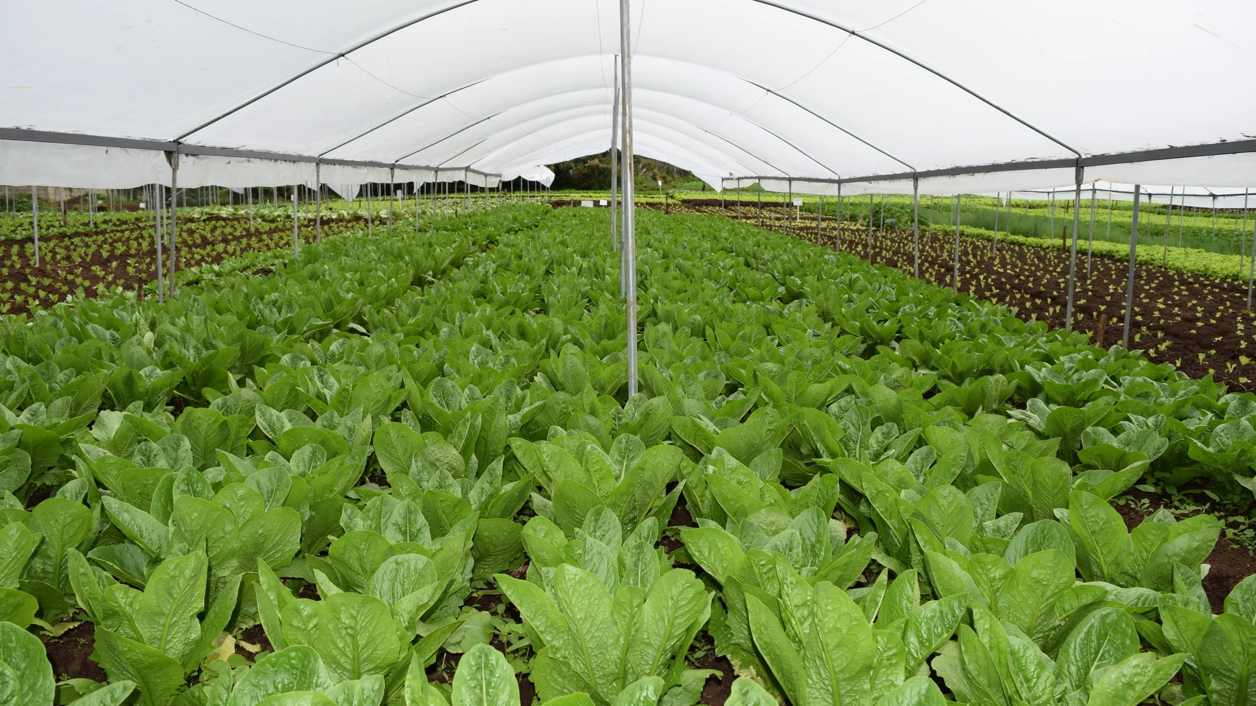 El+Salvador_Acceso_Greenhouse.jpg