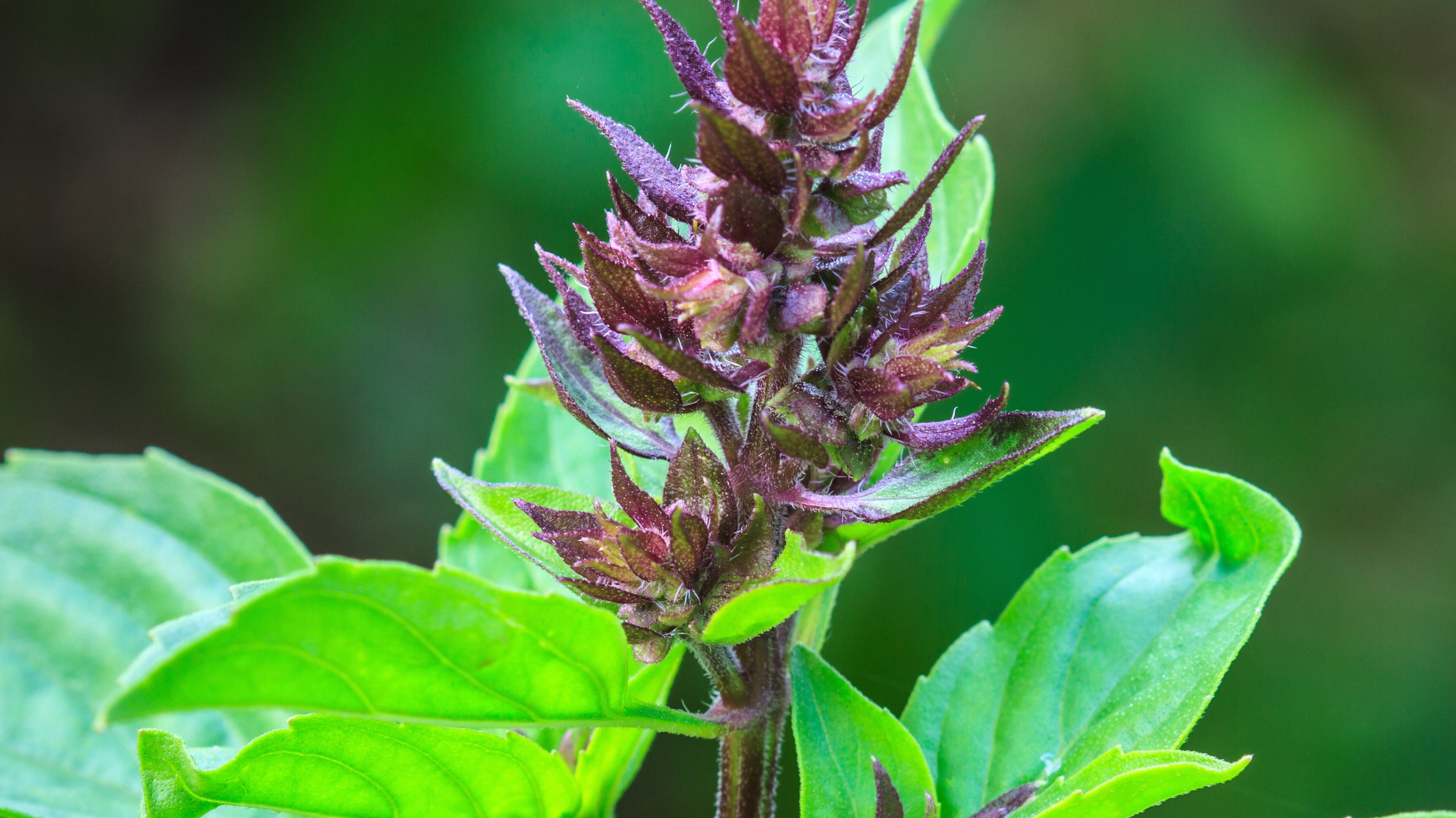 Holy Basil 1.jpeg