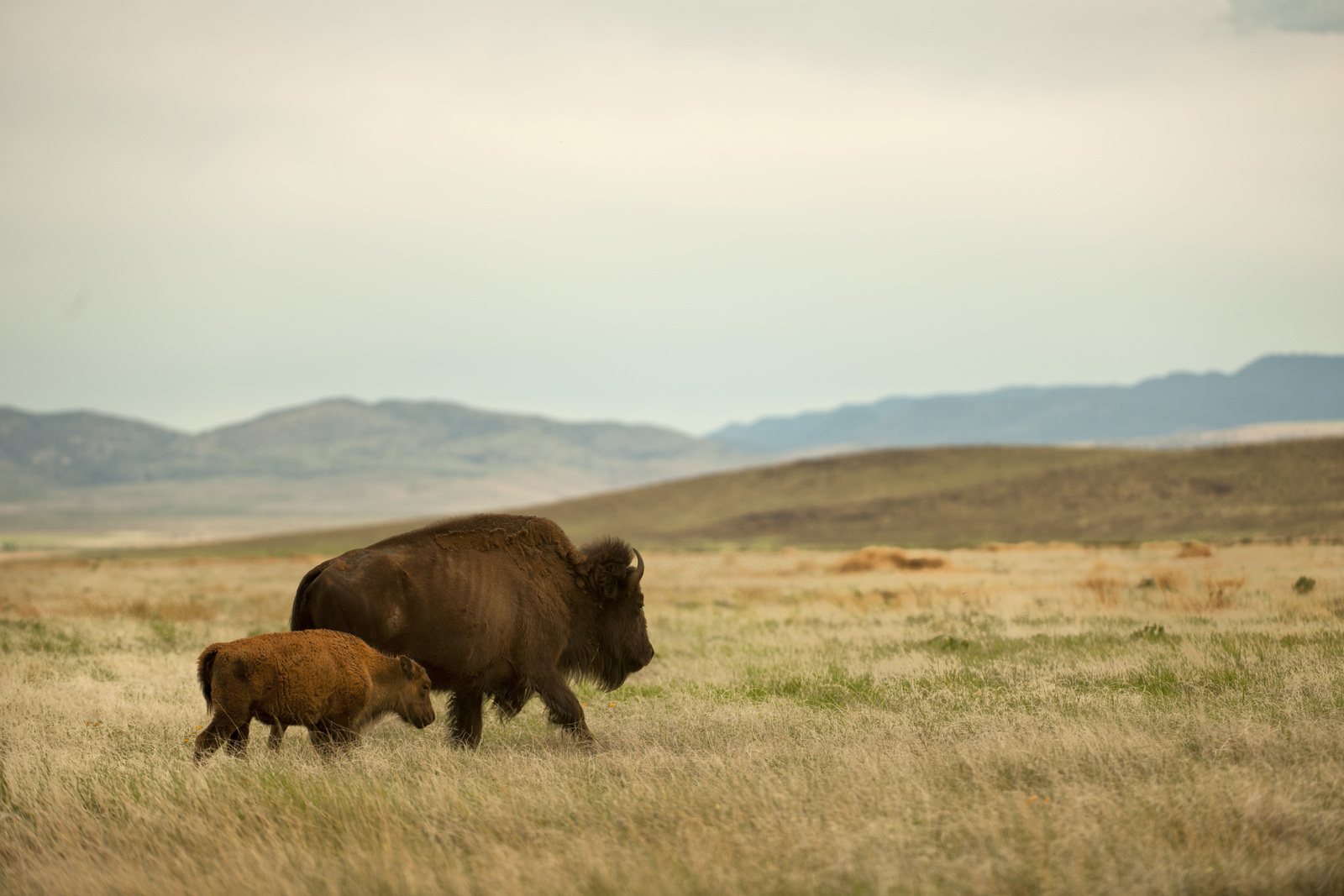 Sky Islands Grassland Assessment