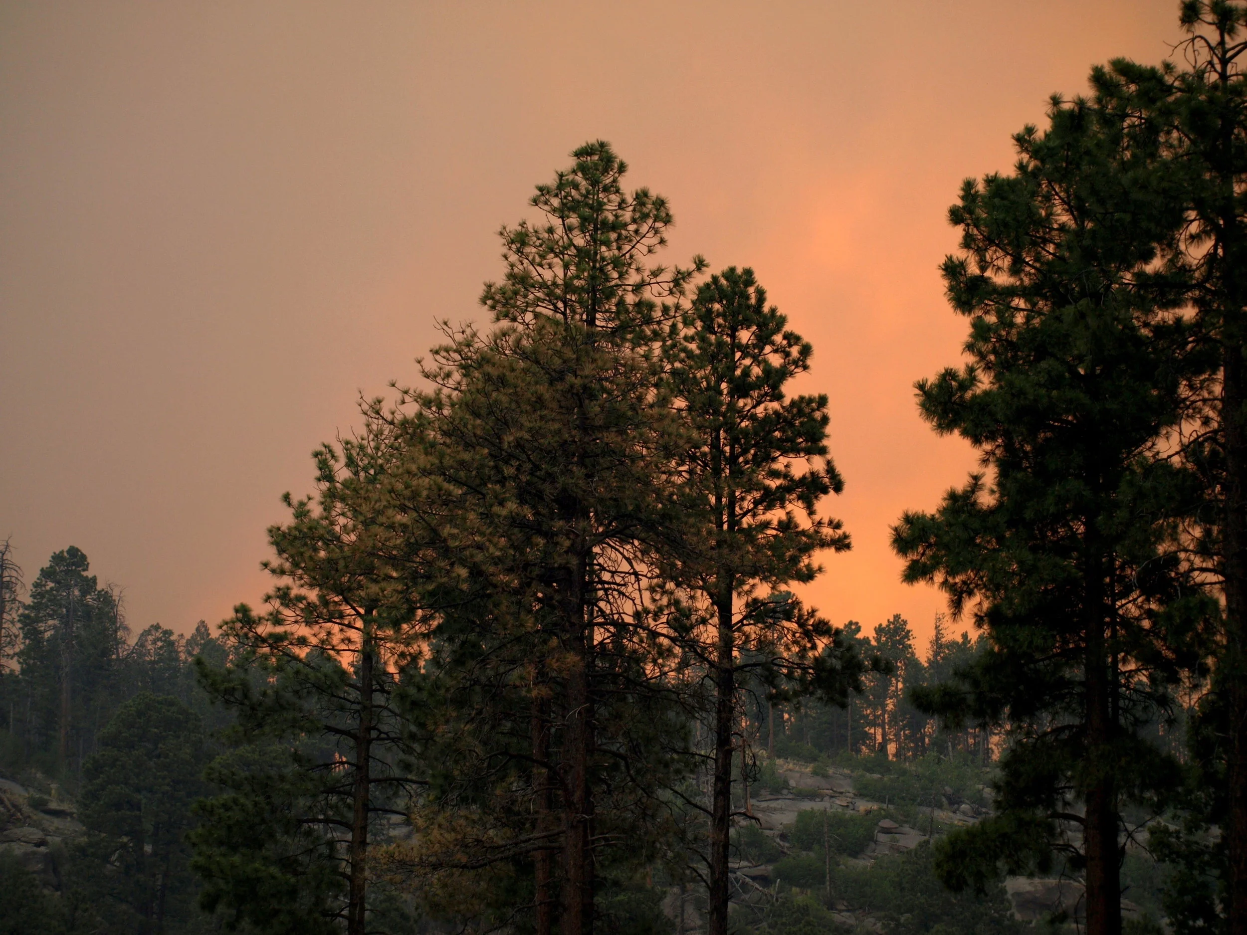 Southwest Forest Assessment