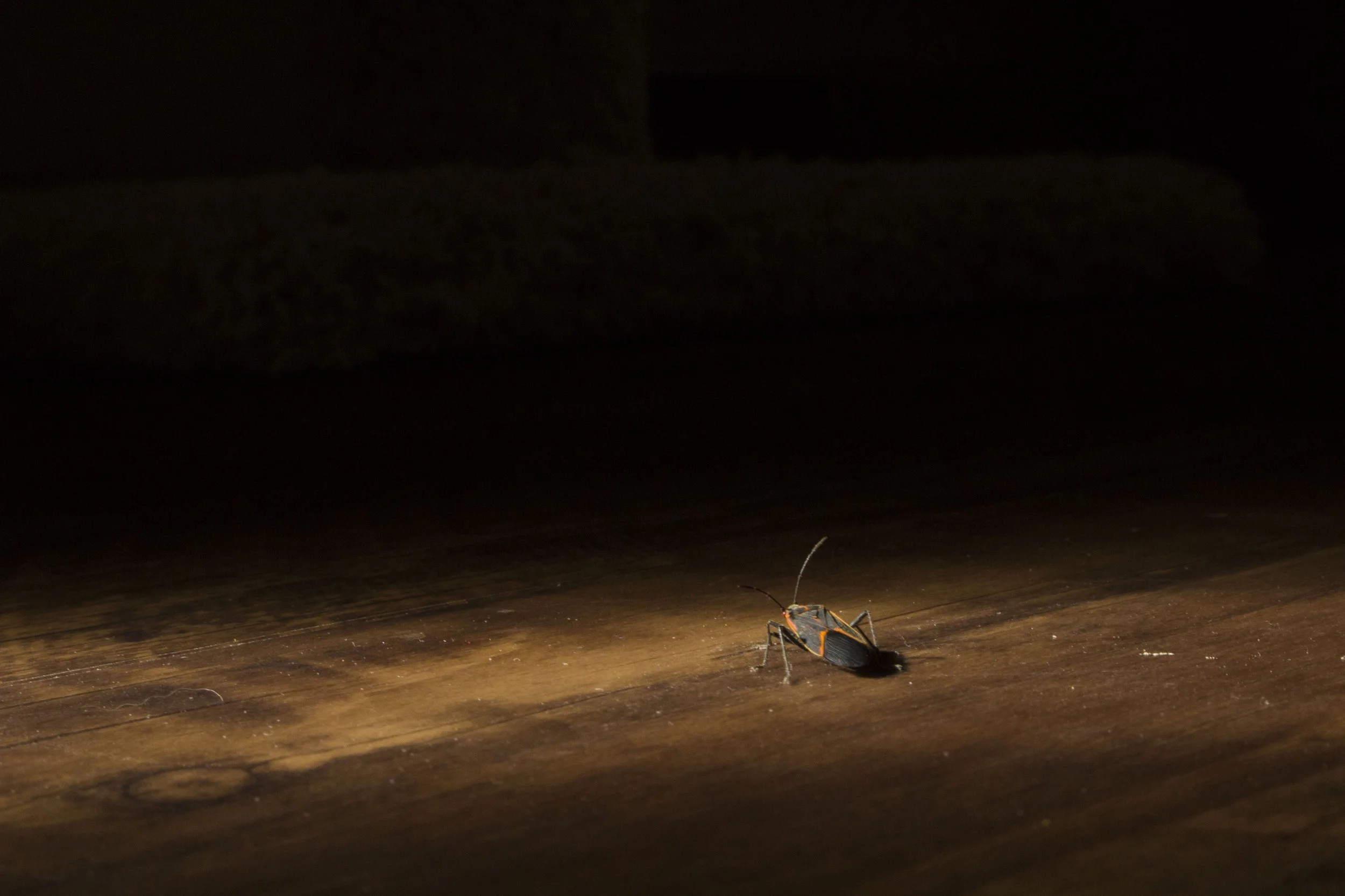 Its a Bug's life.jpg