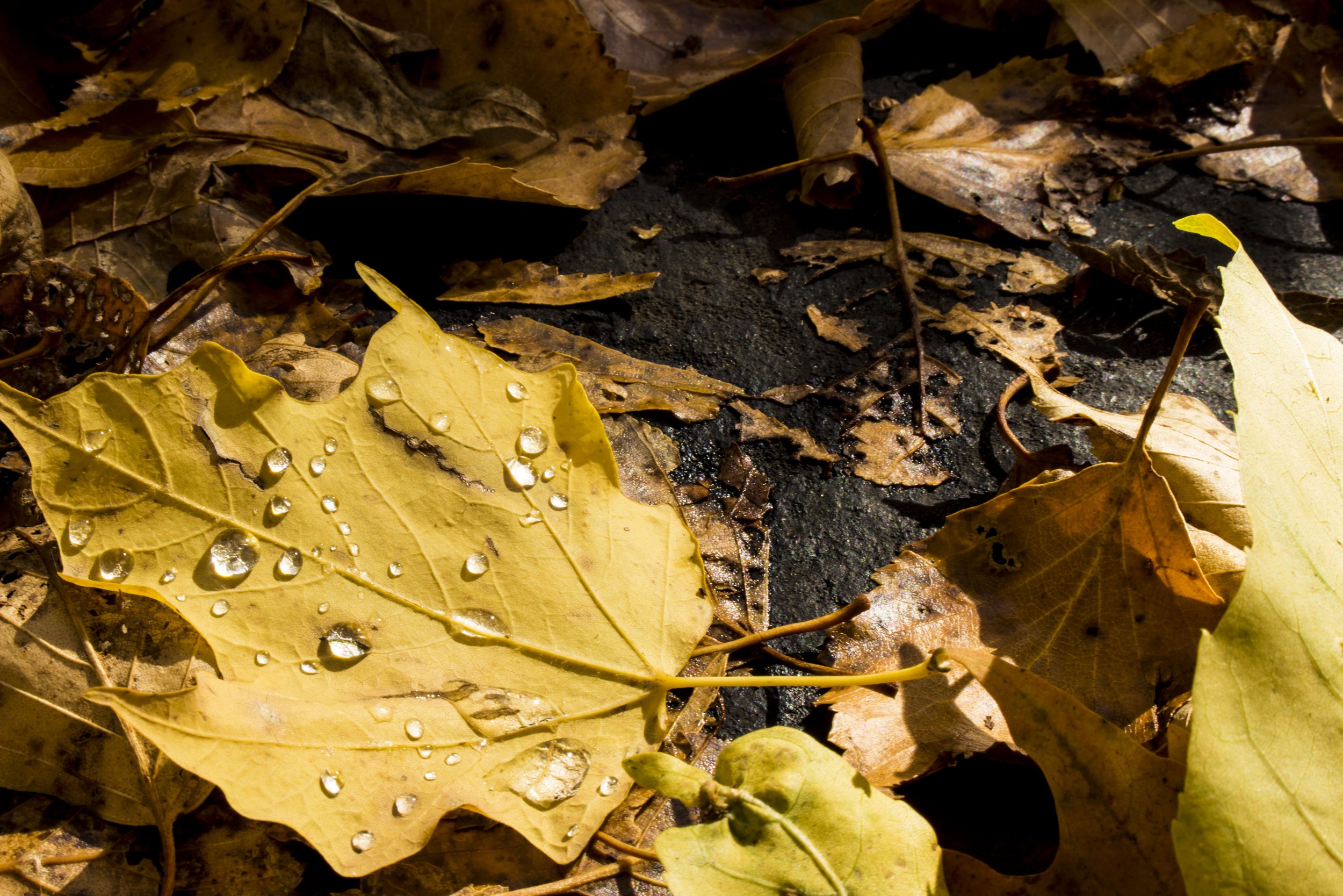 Leaf Marriage with Rain.jpg
