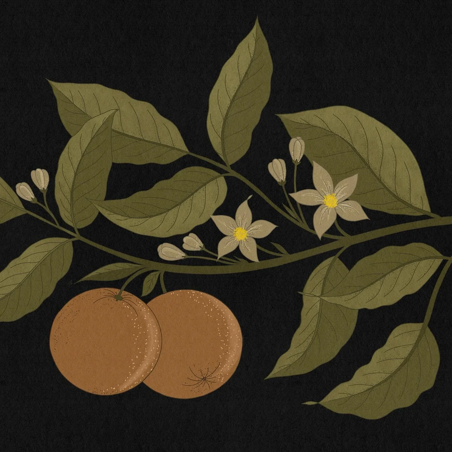 Orange branch, a small detail from a larger animation project for @natgeo last year for an animated title sequence to appear on their nature documentary Queens 🍊🍊🍊
#harrietleemerrion #heartartist #heartartists #ContemporaryIllustration #Illustrat