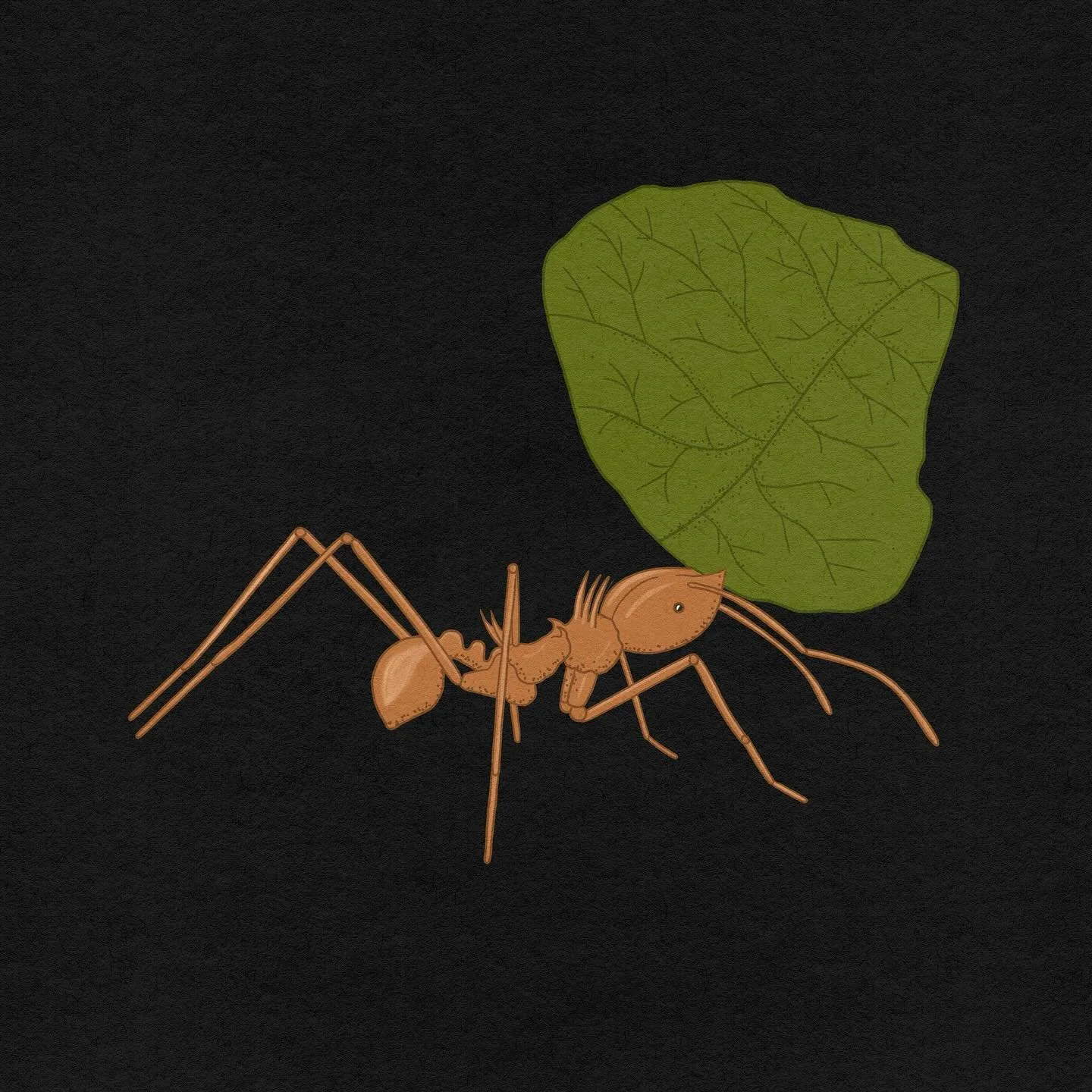 Leaf cutter ants, tiny details from a larger animation project for @natgeo last year. An animated sequence for their nature documentary Queens 🐜🐜🐜
#harrietleemerrion #heartartist #heartartists #ContemporaryIllustration #IllustrationArt #Commissio
