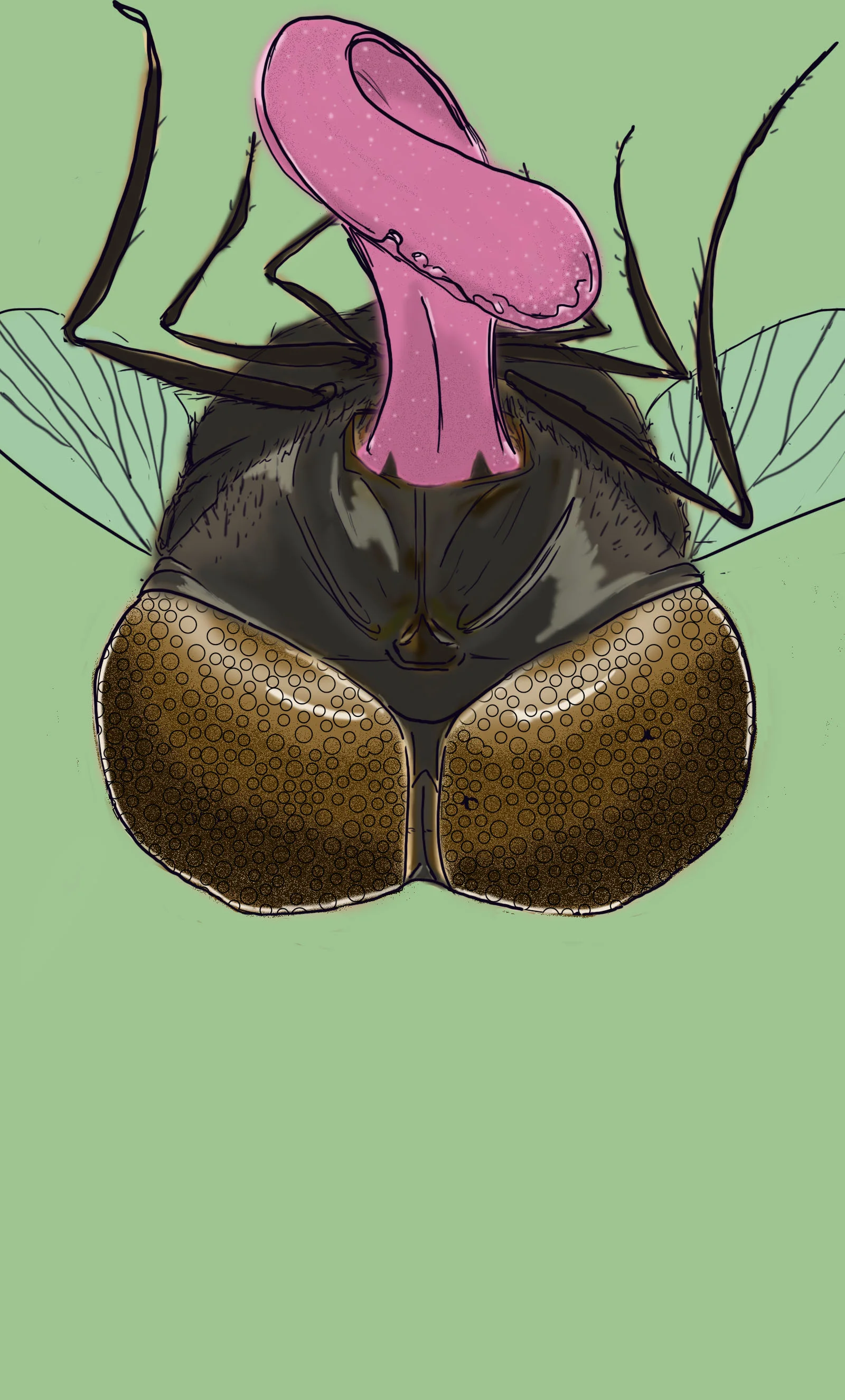 Fly and Frog.jpg