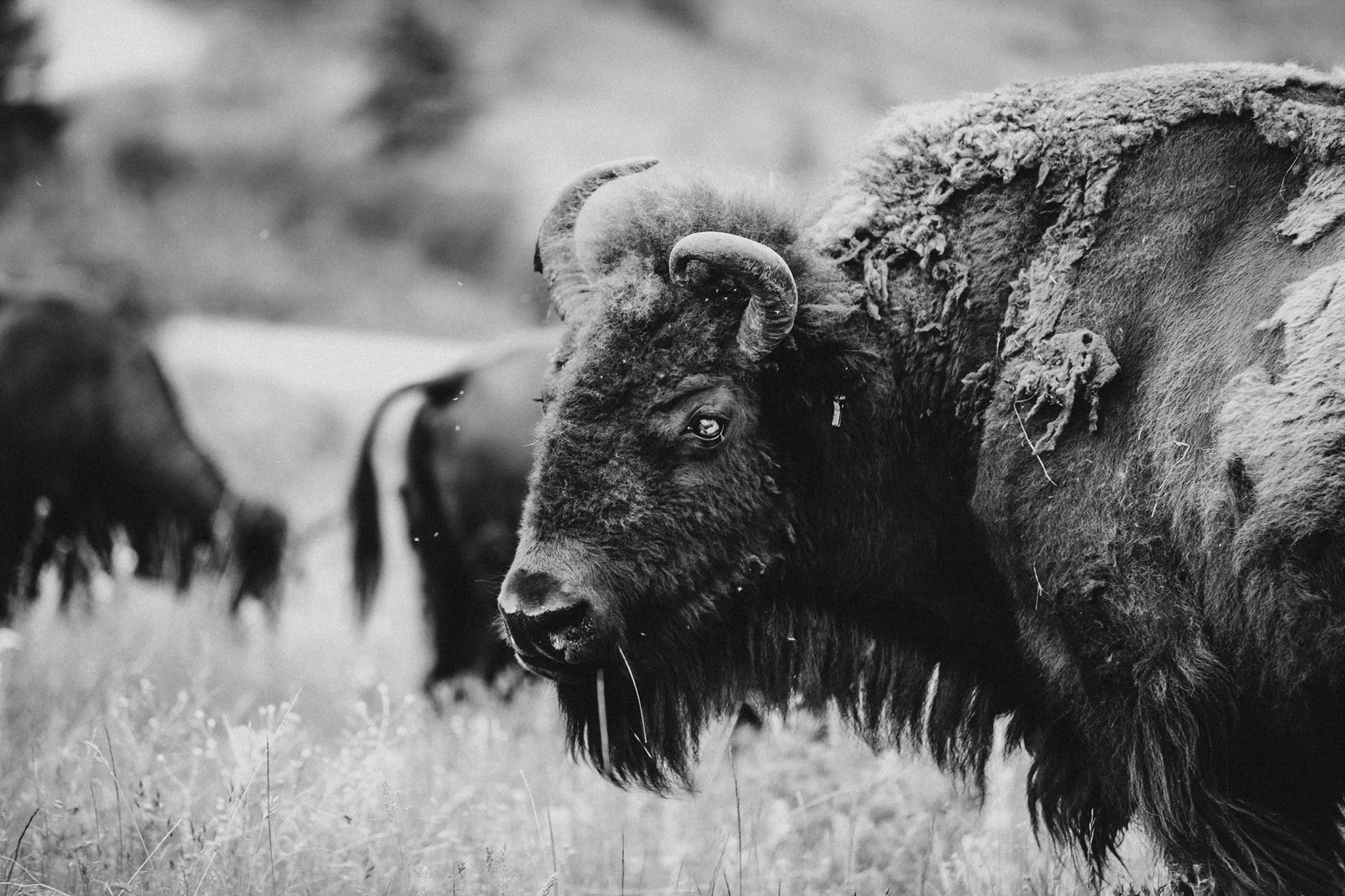 bison (1 of 2)-2WEBSIZE.jpg
