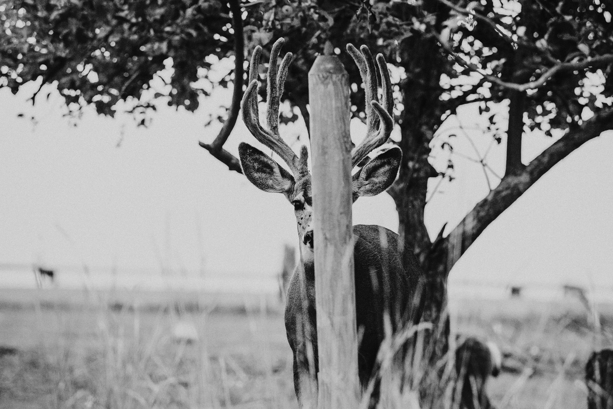 deer-7.jpg