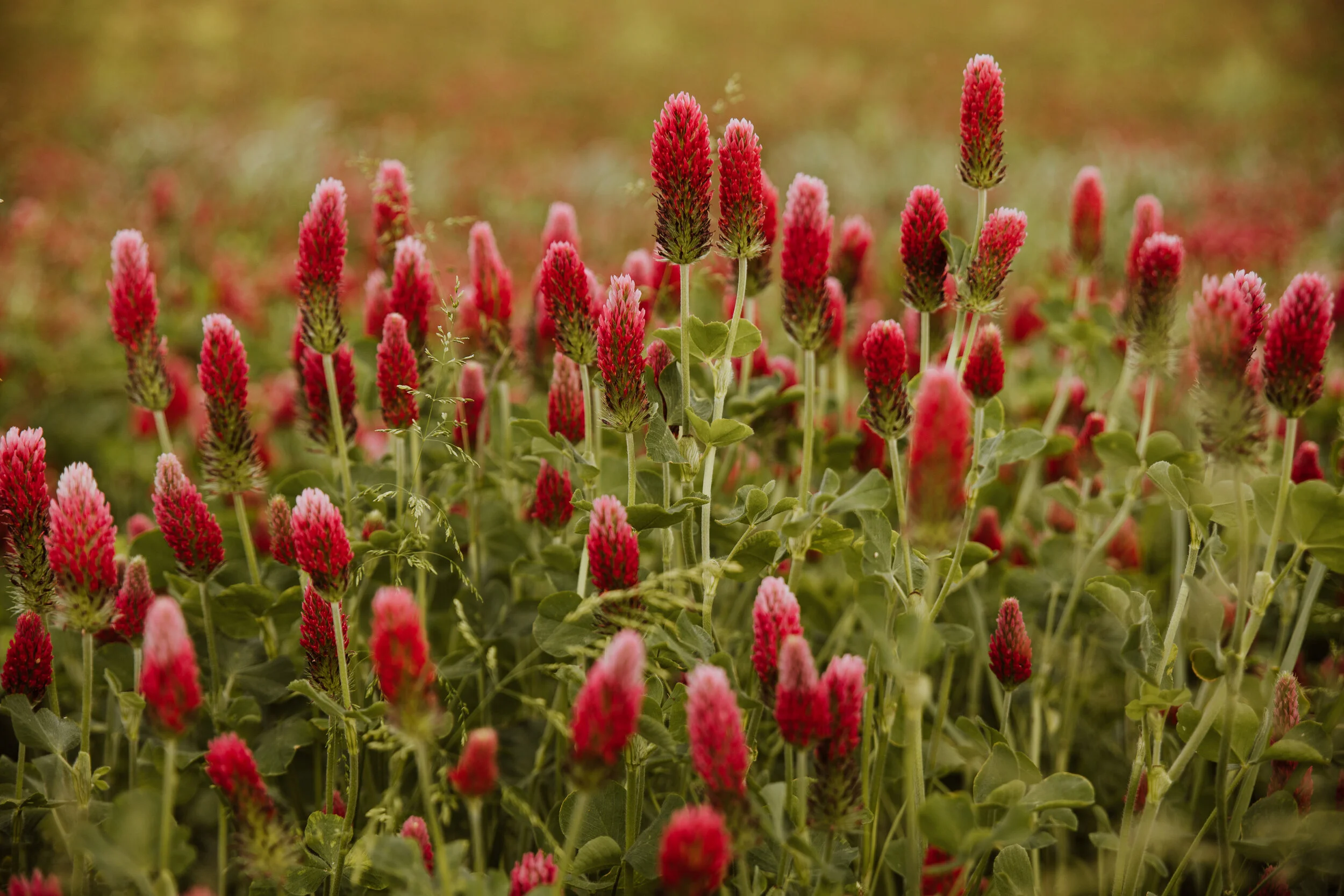 Crimson Clover-1.jpg