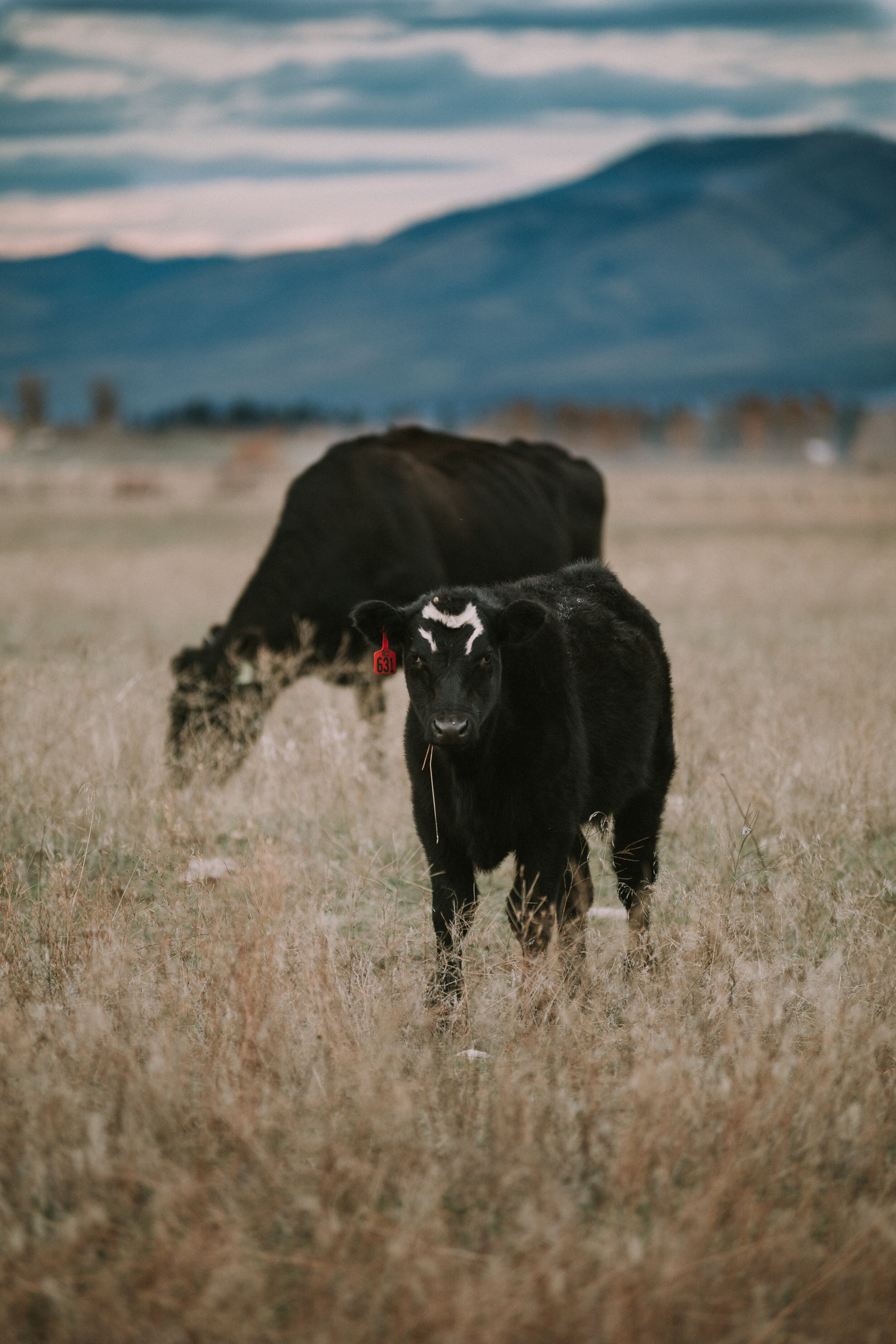 cows-2.jpg