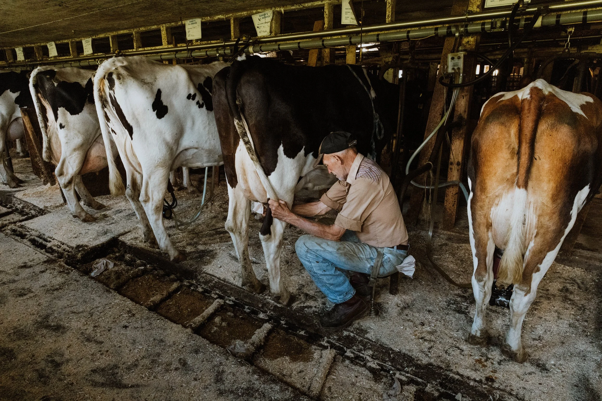 The Rooney Farm_Morrisville_VT_2022_OV-5732.jpg